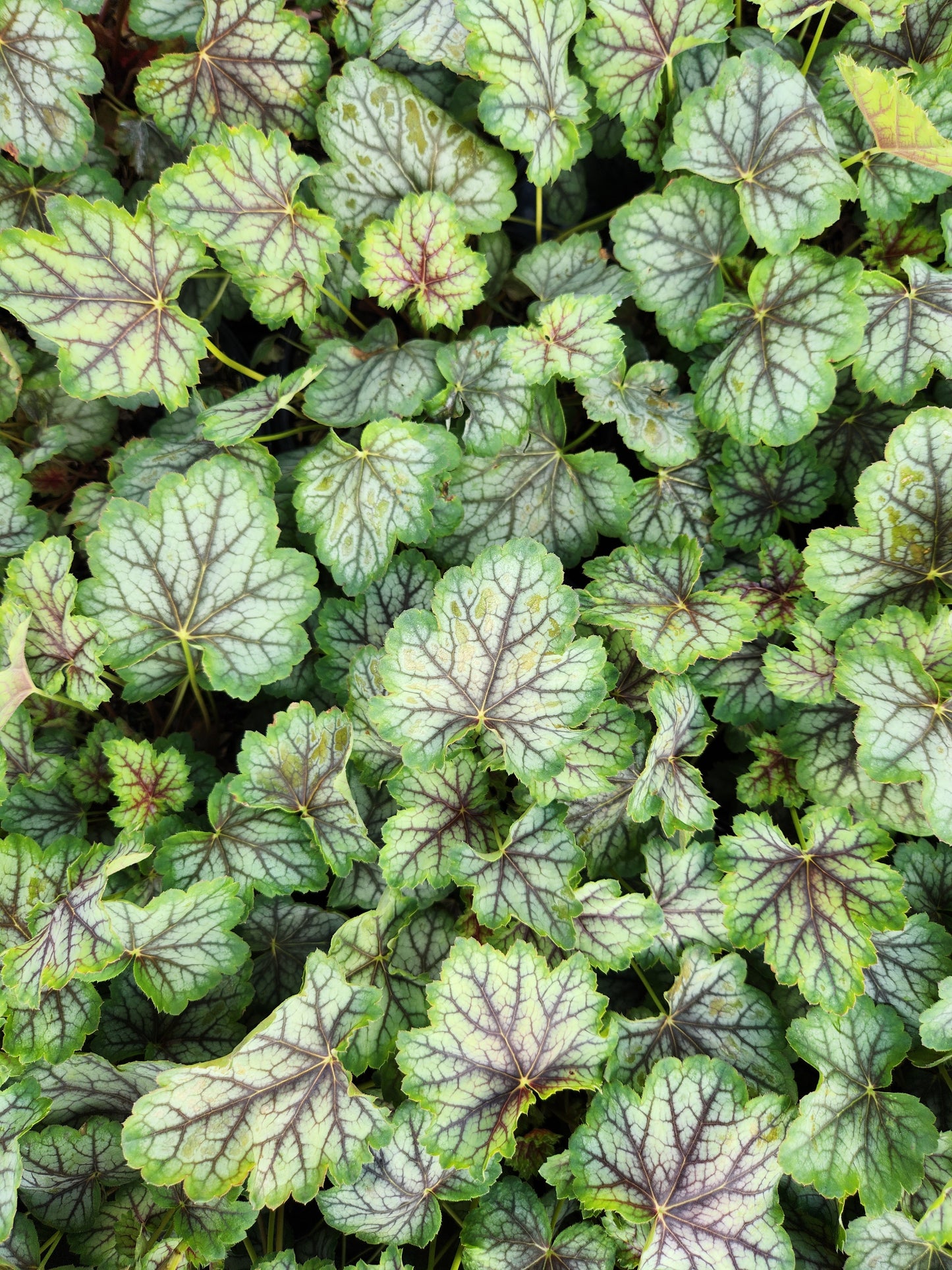 Green Spice Coral Bells