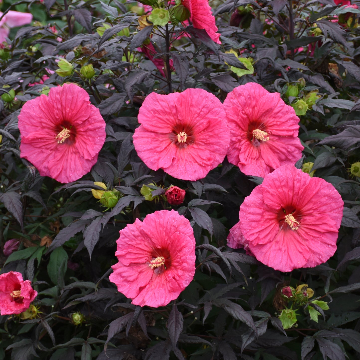 Summerific® Evening Rose Rose Mallow