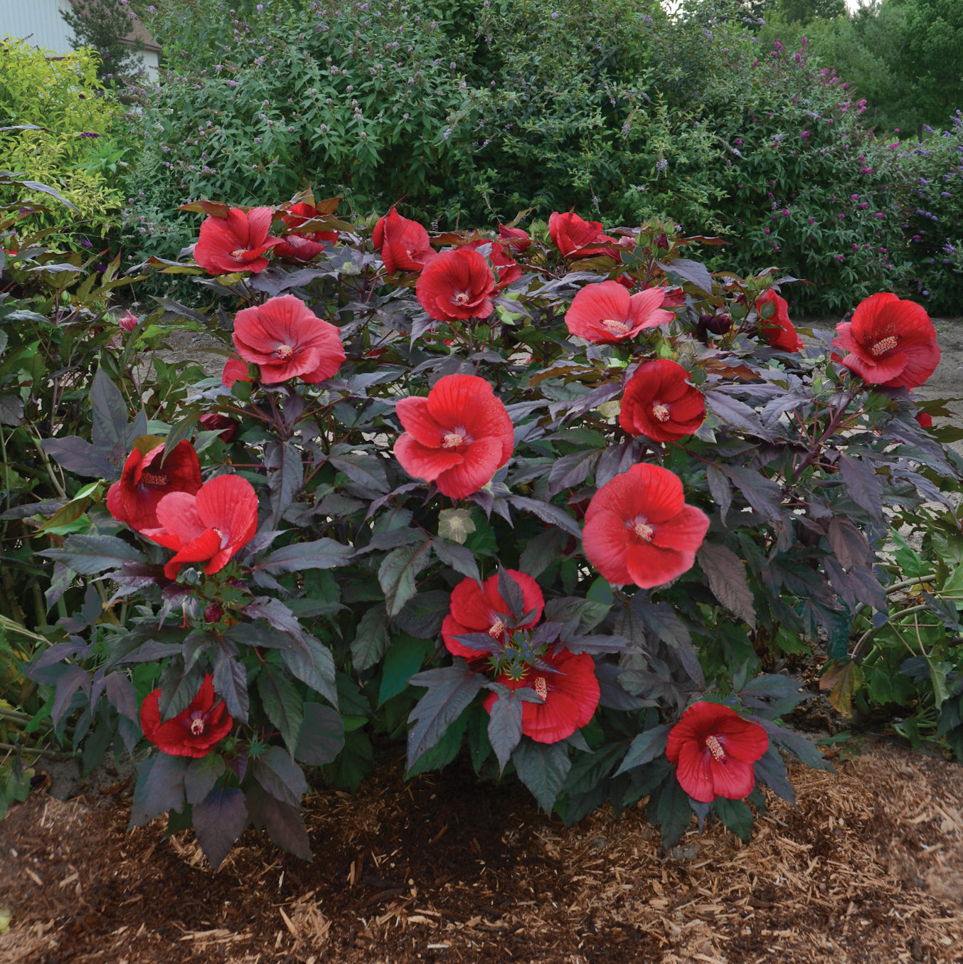 Hibiscus 'Midnight Marvel'