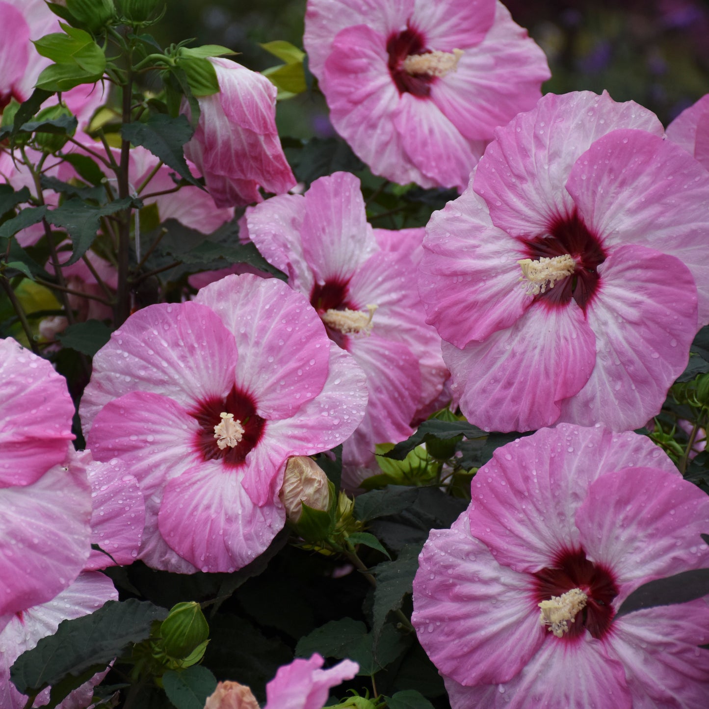 Summerific® Spinderella Hibiscus