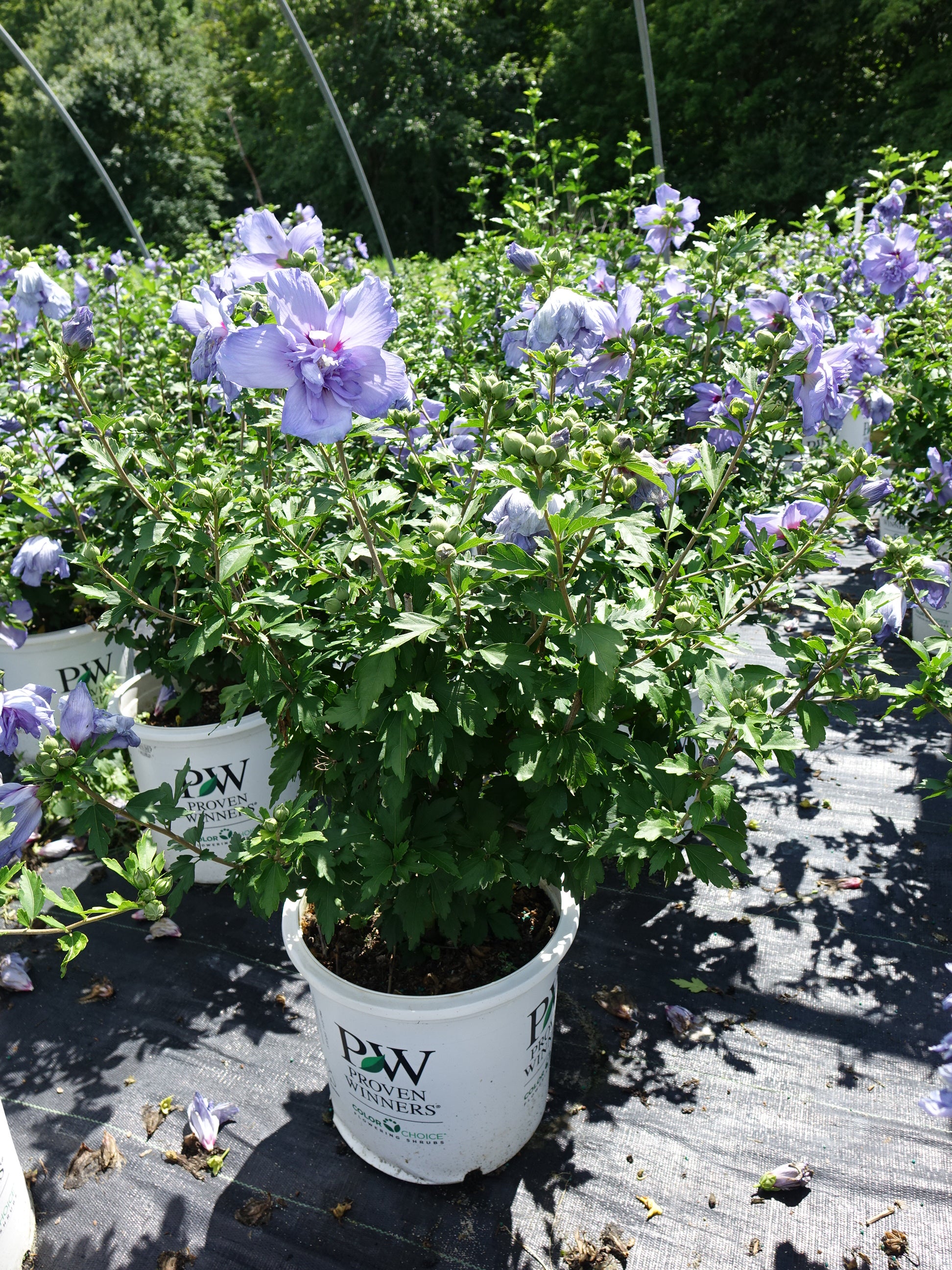 blue chiffon rose of sharon seeds Blue Chiffon Rose of Sharon
