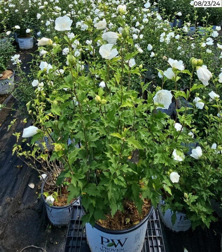 Hibiscus syriacus White Chiffon® flowering in the nursery