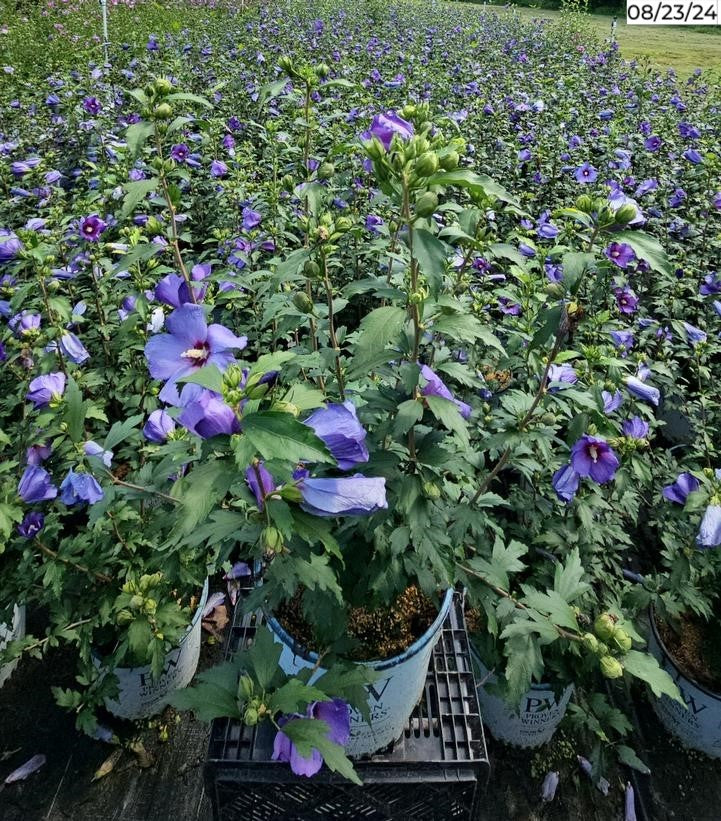 Hibiscus x Paraplu Violet®