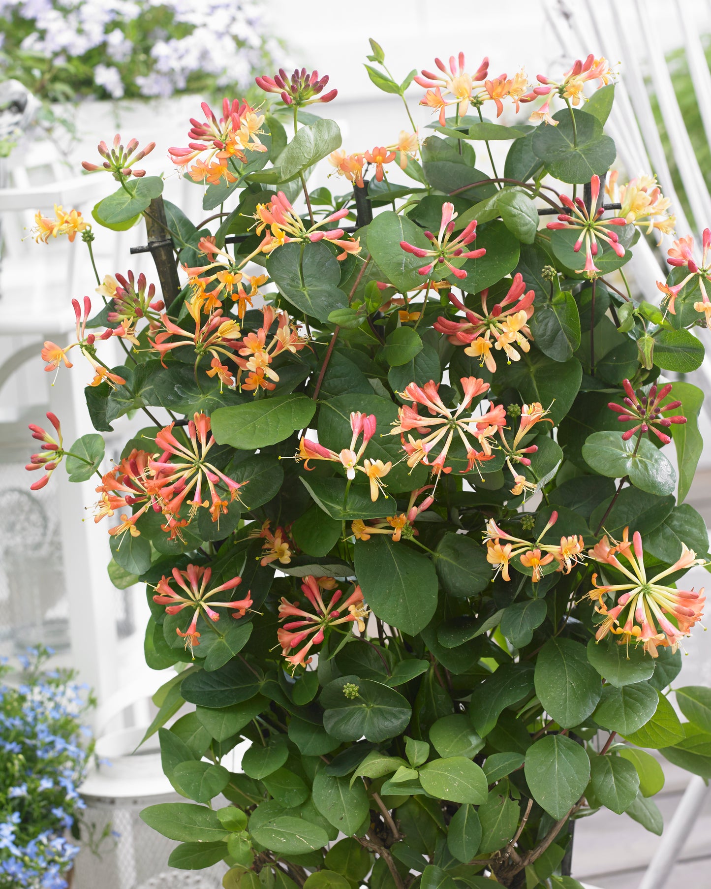 Honeysuckle plant with green leaves and colorful flowers in a garden setting