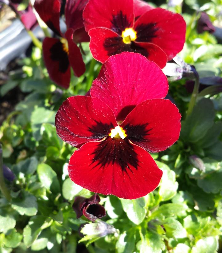 Huge, red-scarlet blooms with contrasting yellow eye of the Red Blotch Pansy