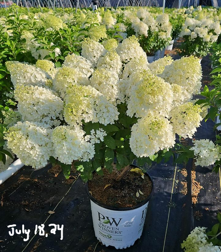 Bobo® Hardy Hydrangea