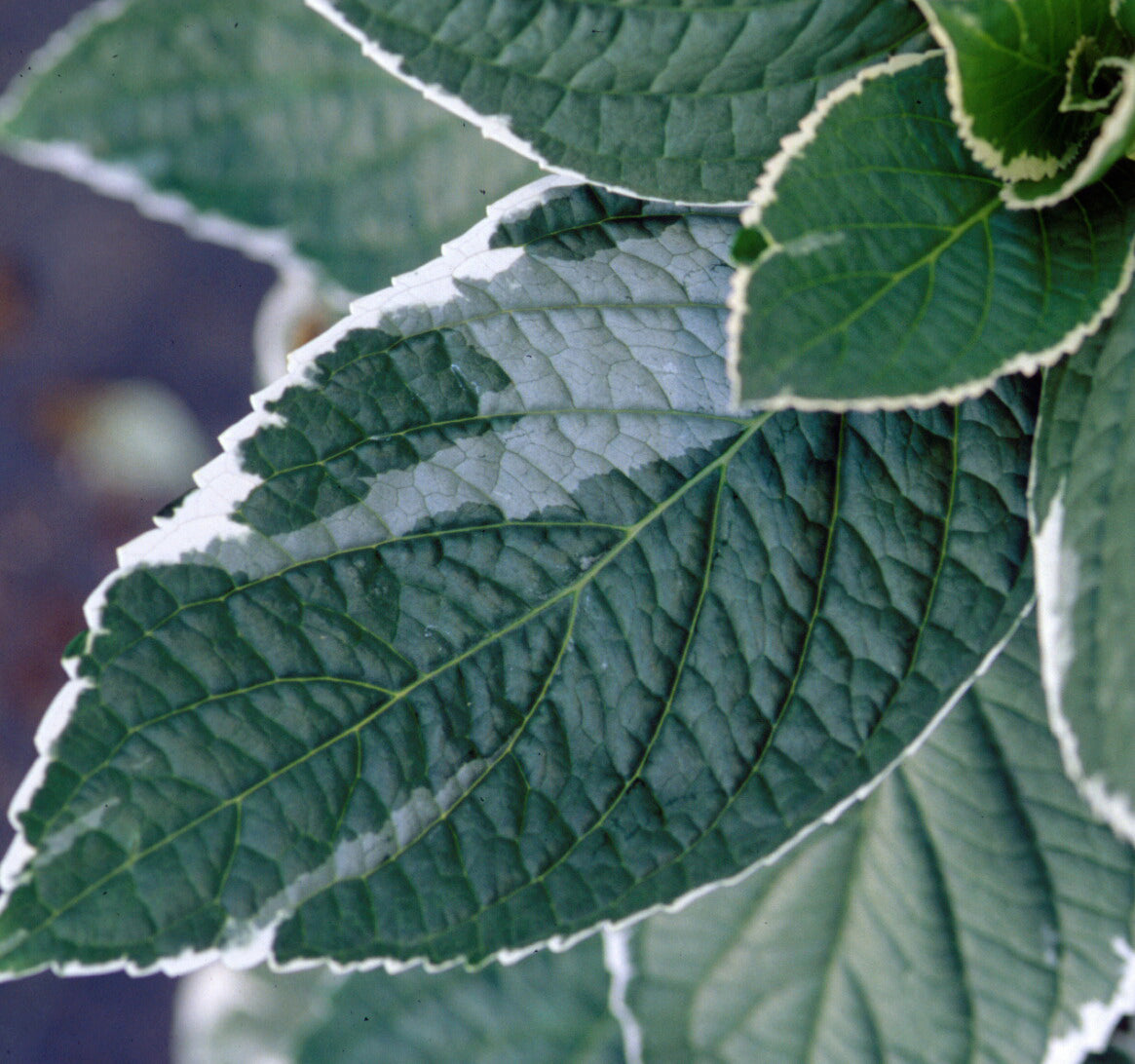 Light O Day Hydrangea