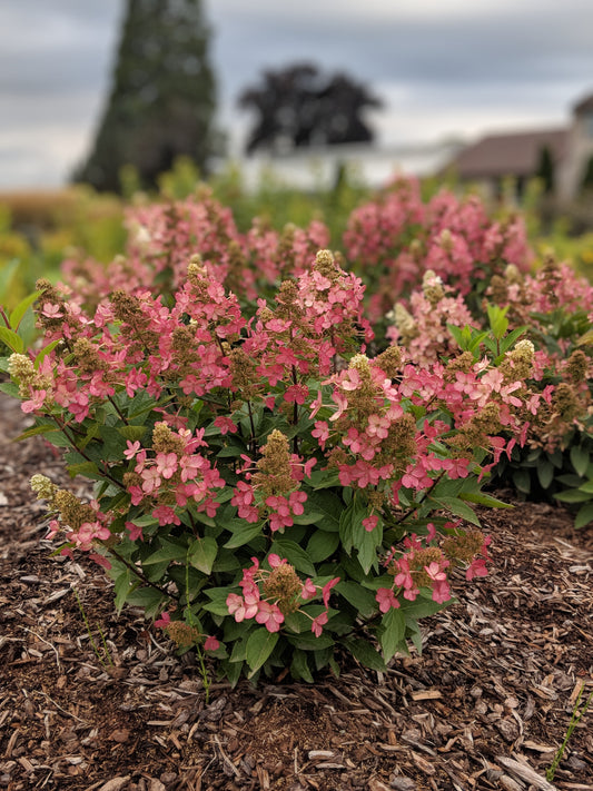 Hydrangea Pan Flare plant with conical white blooms and green foliage