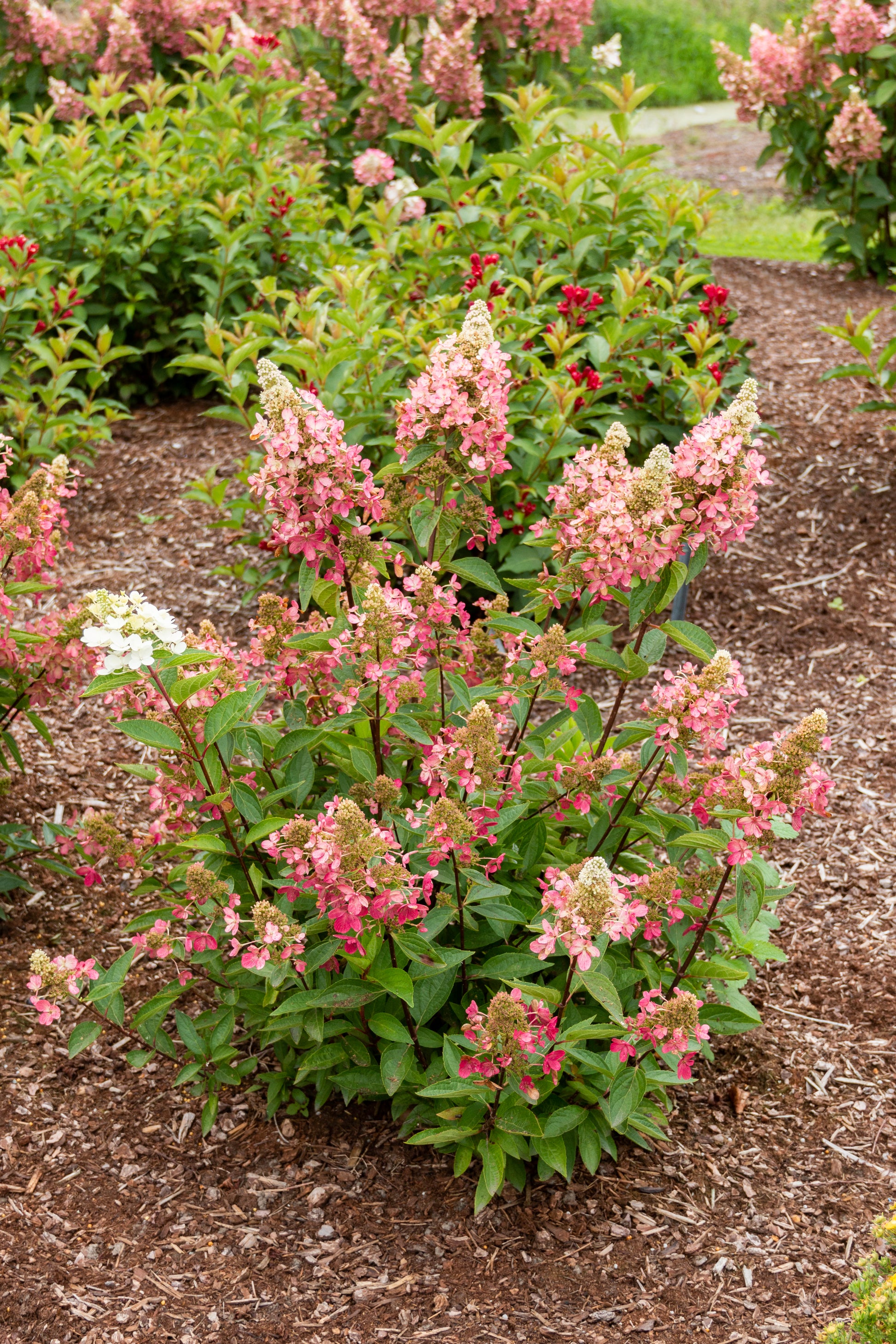 Hydrangea Pan Flare shrub in decorative garden setting