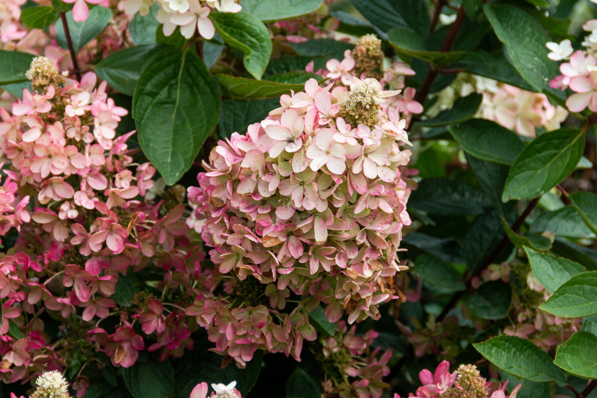 Hydrangea Pan Flare side view showing plant shape and blooms
