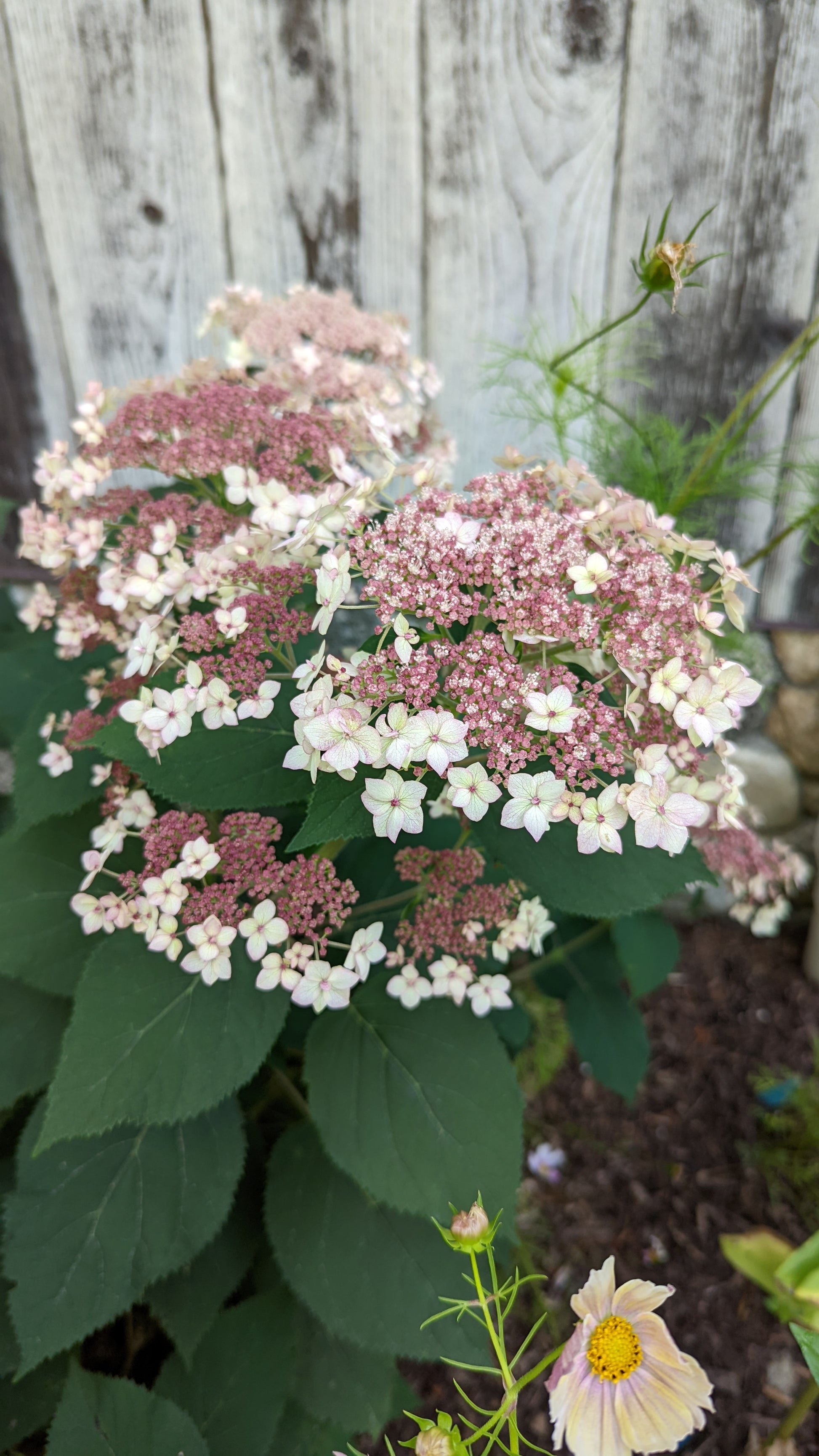 Hydrangea arborescens Pinky Pollen Ring