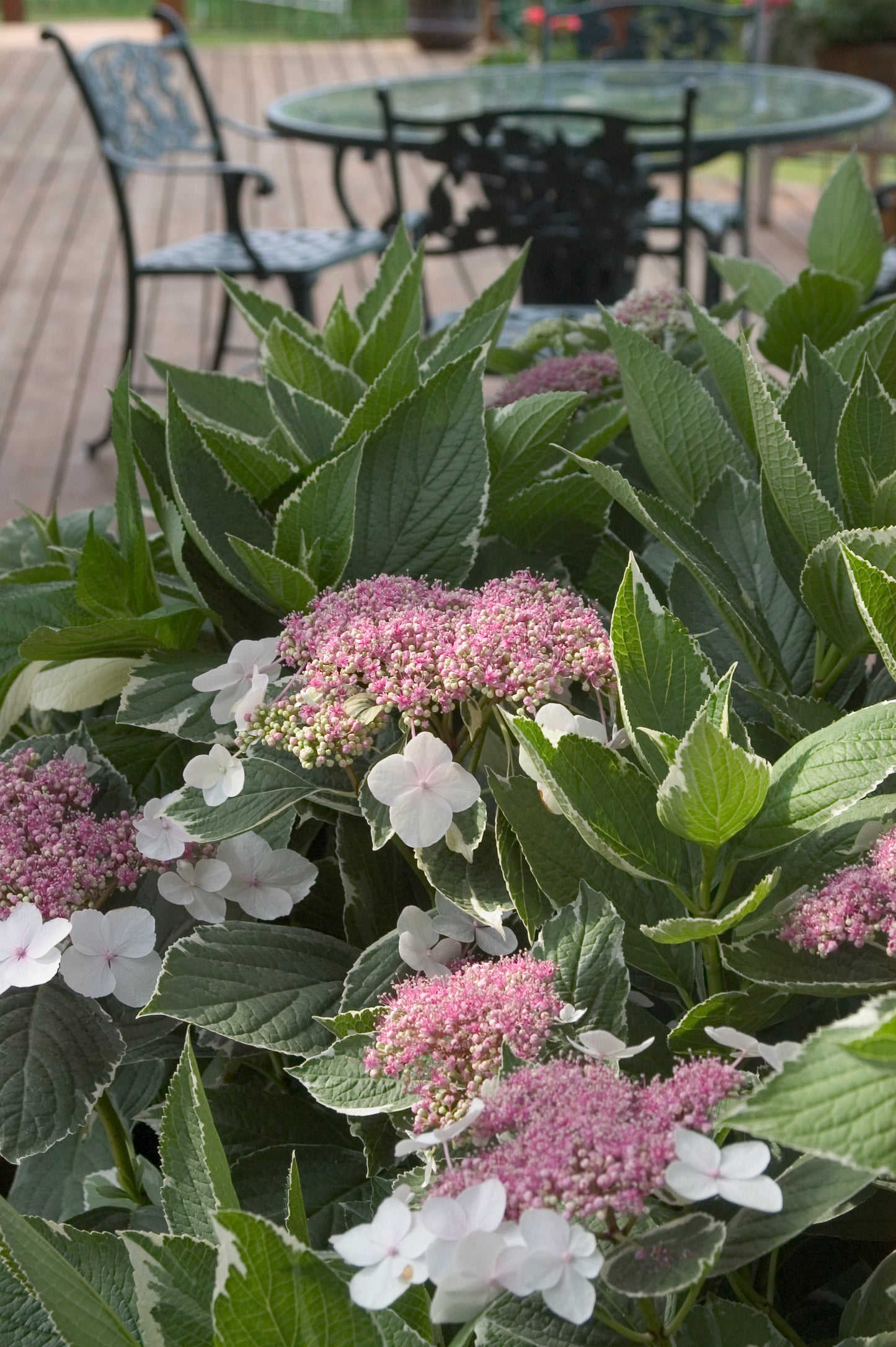 Light O Day Hydrangea