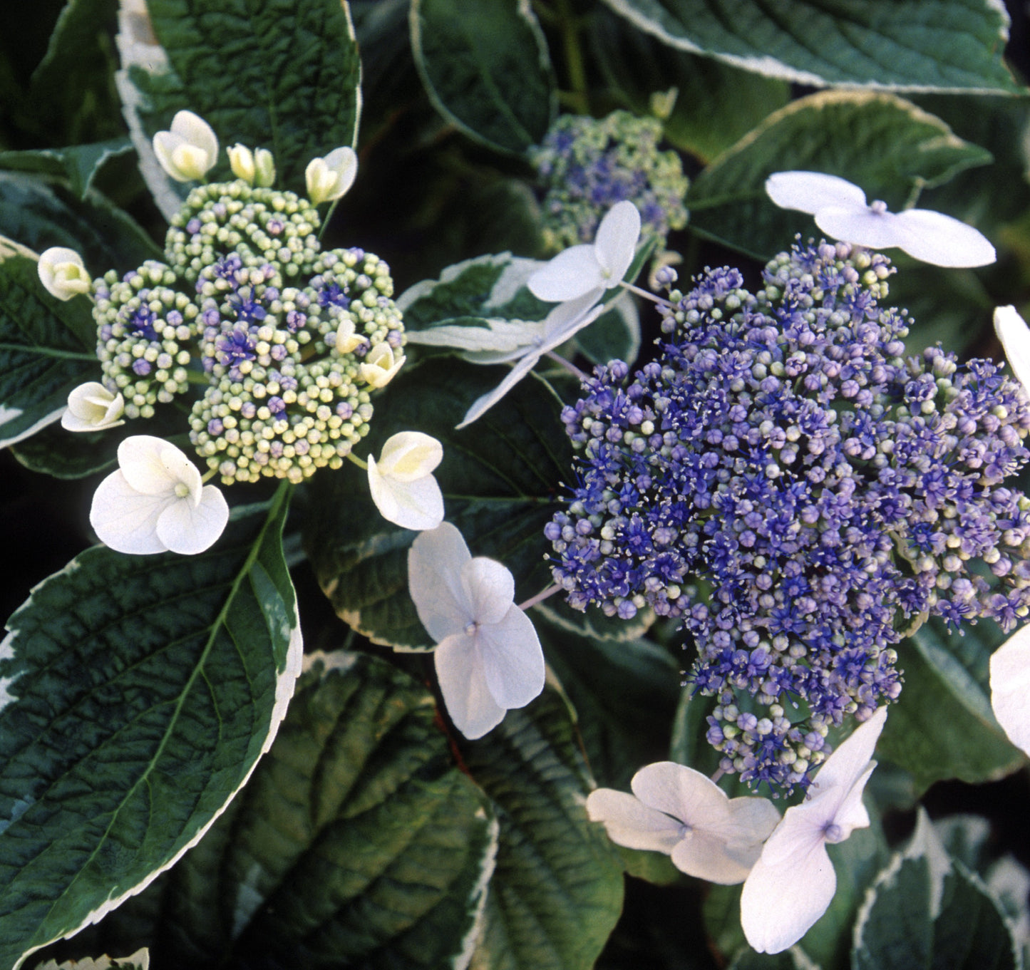 Light O Day Hydrangea