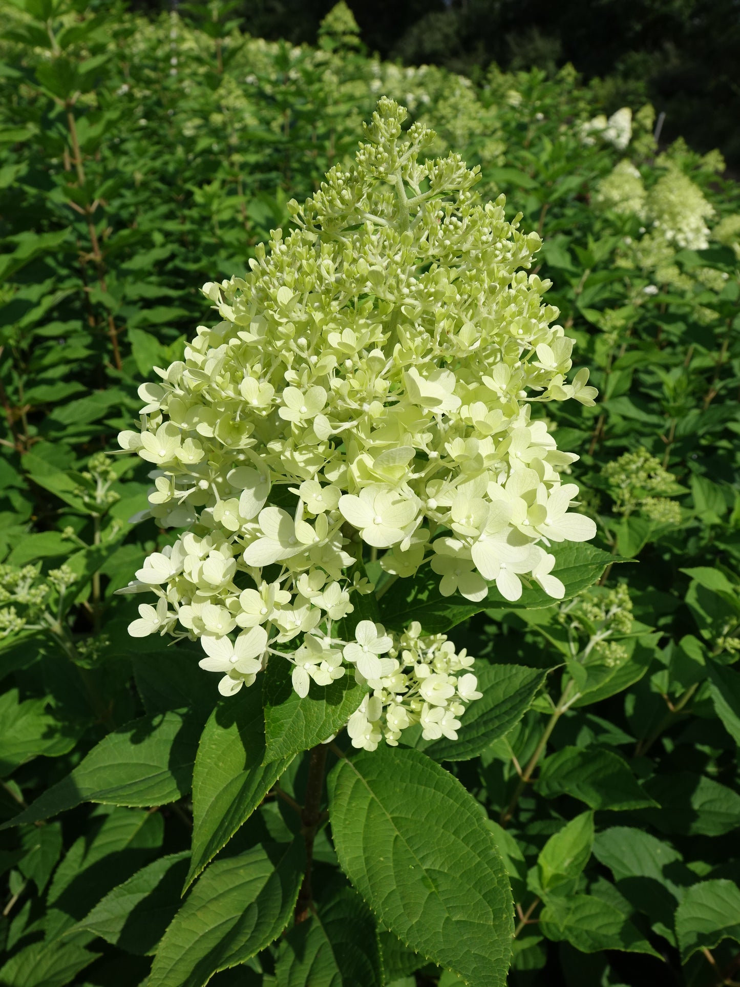 Hydrangea pan. 'Limelight'