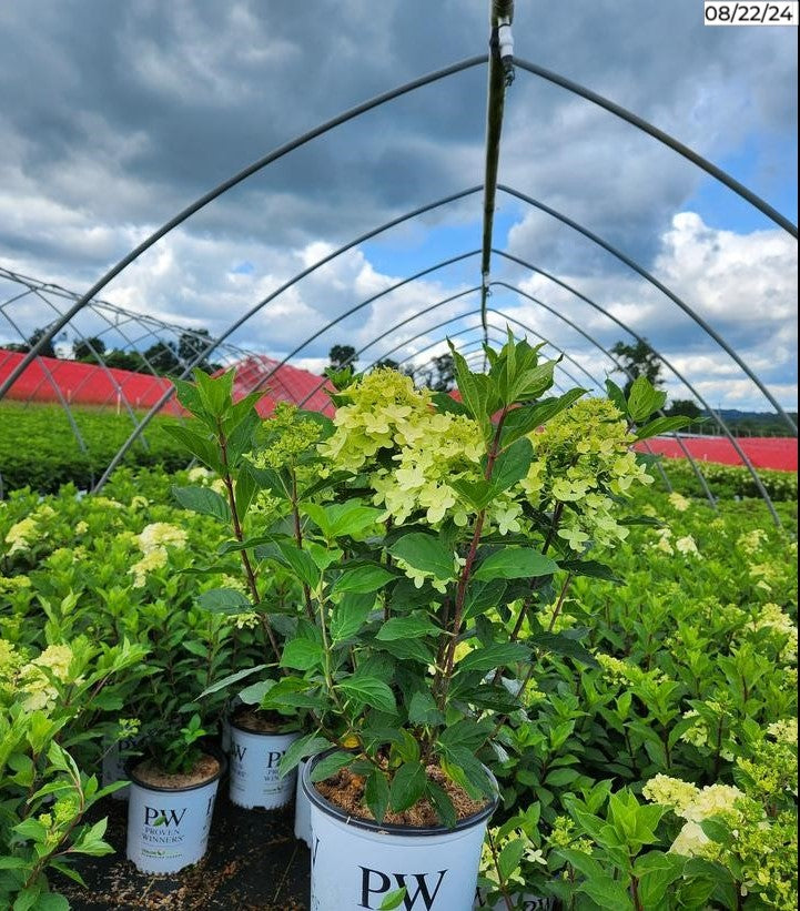 Hydrangea pan. Limelight Prime®