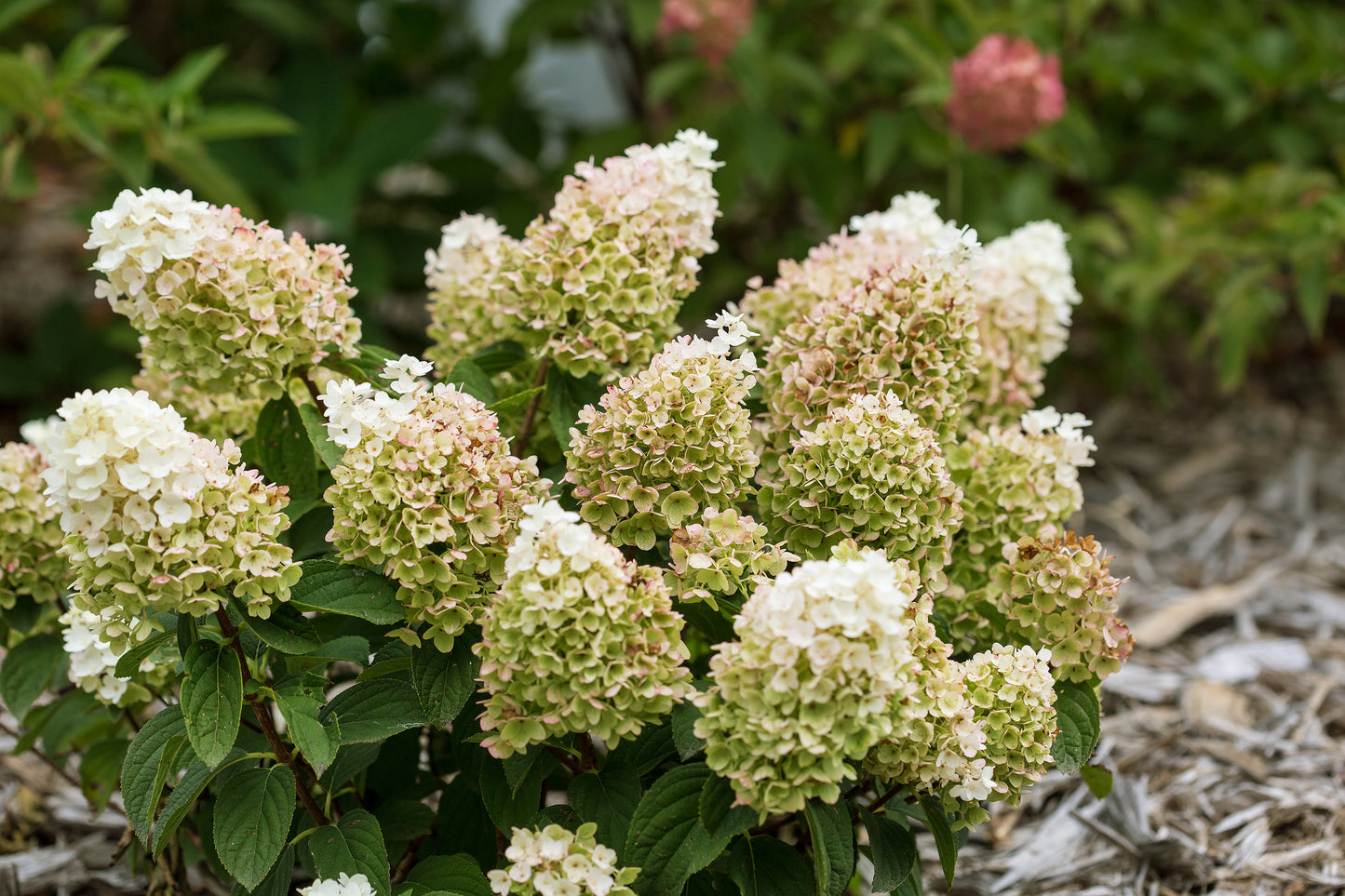 Hydrangea pan. Little Hottie® Panicle Hydrangea