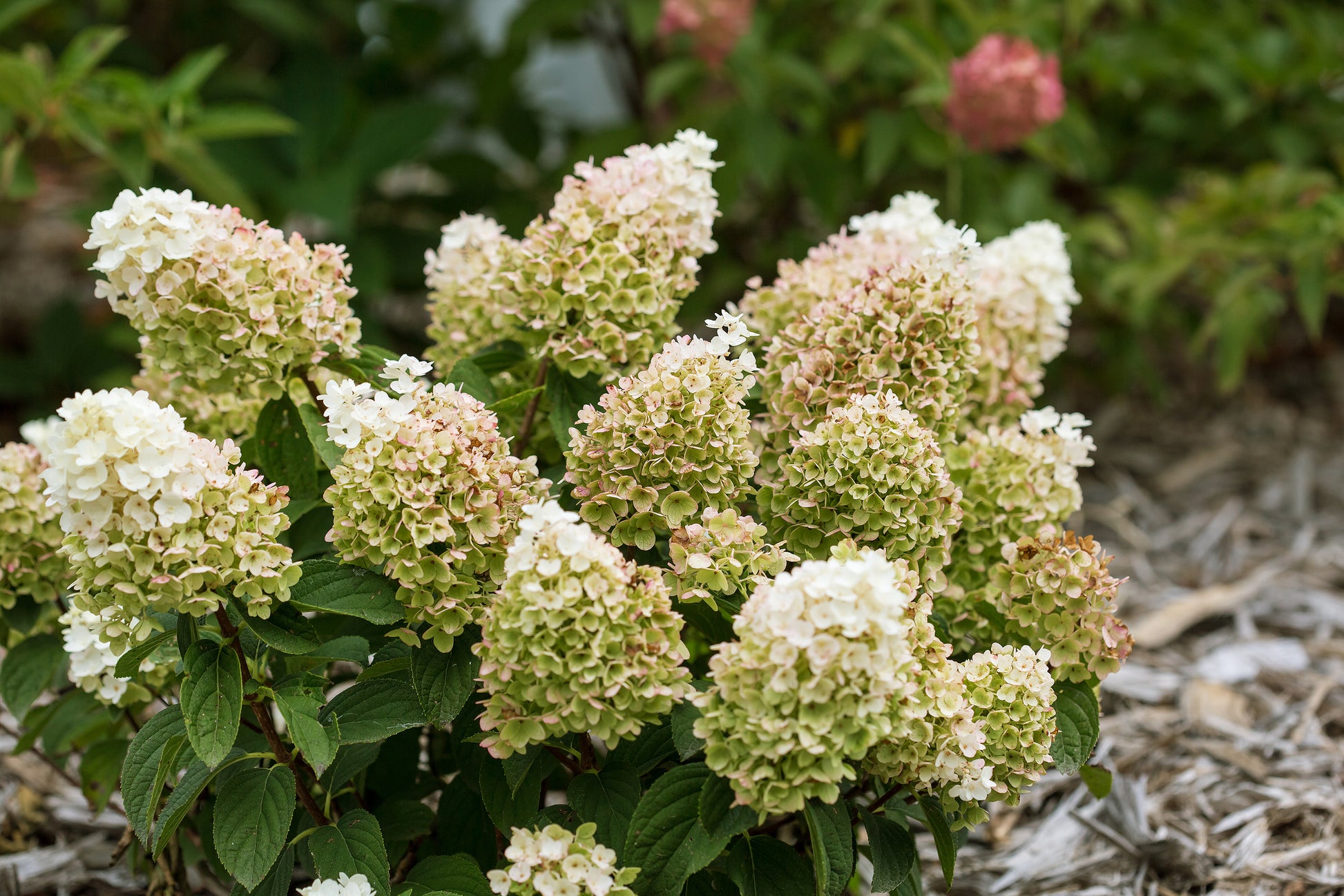 Hydrangea pan. Little Hottie® Panicle Hydrangea