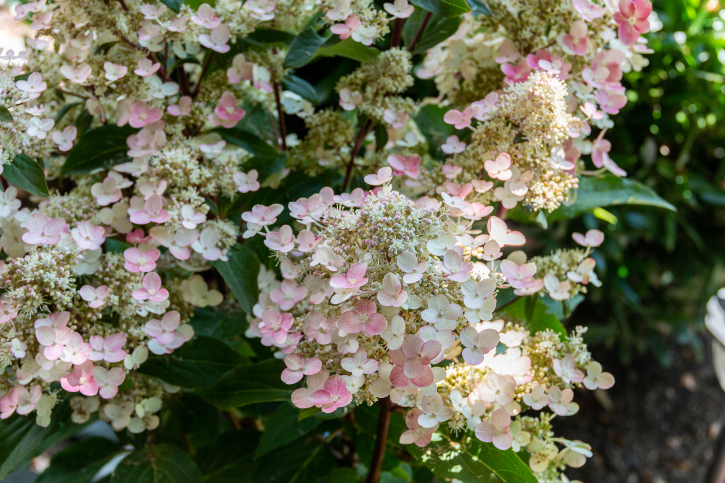 Hydrangea pan. Torch™