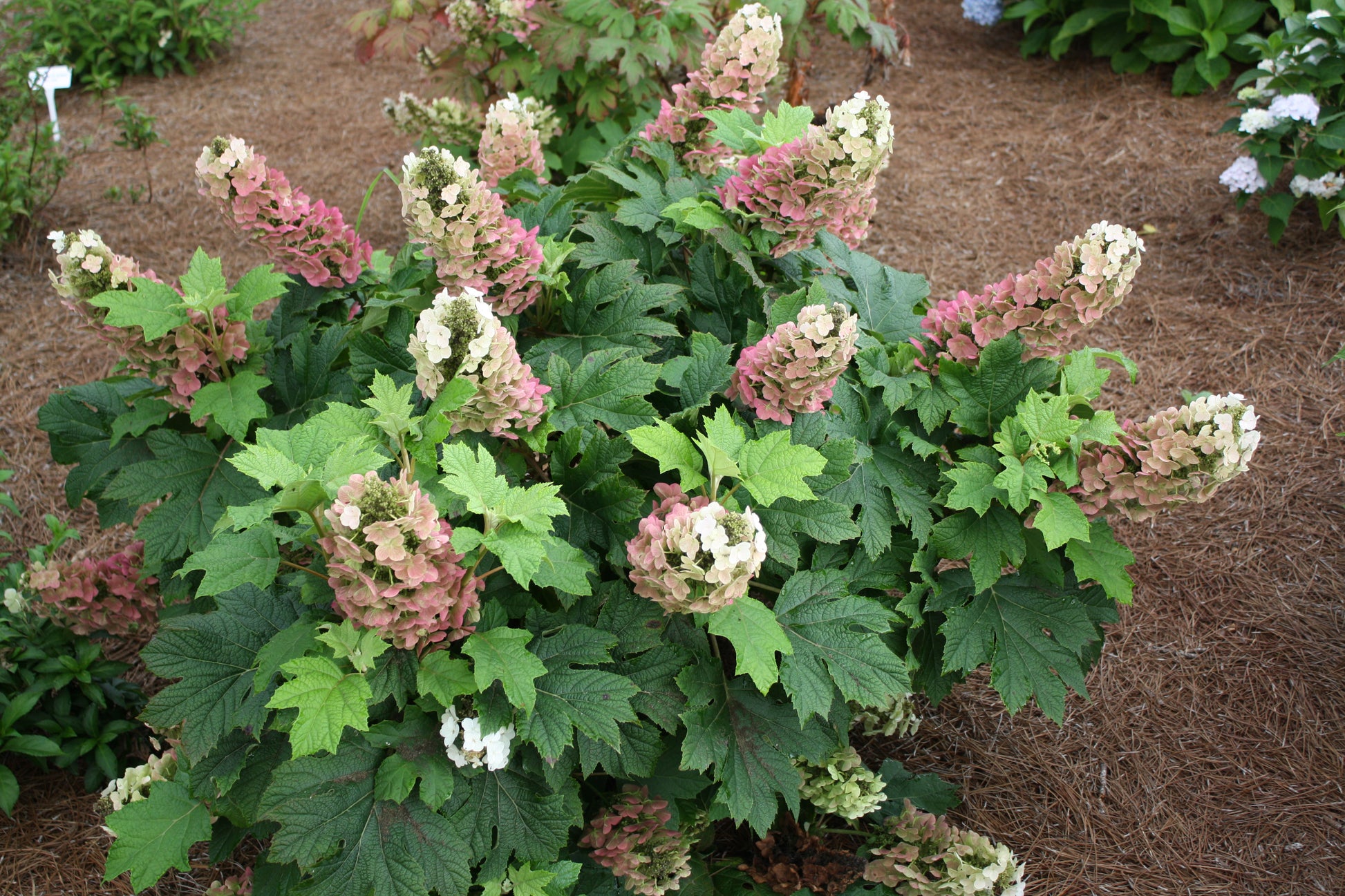 Hydrangea quercifolia Jetstream™