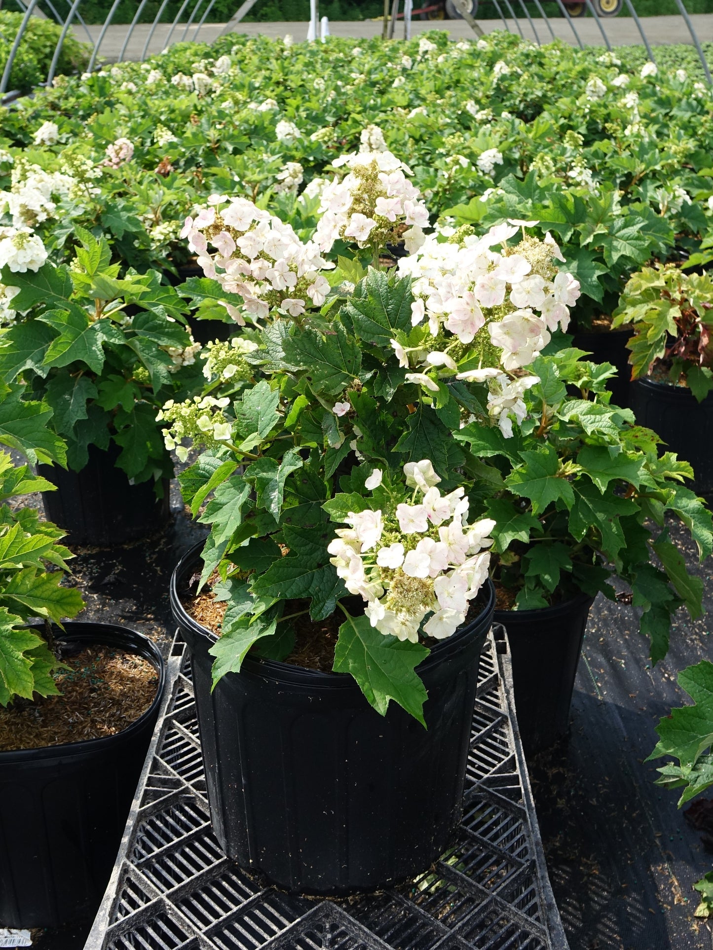 Hydrangea quercifolia 'Munchkin'