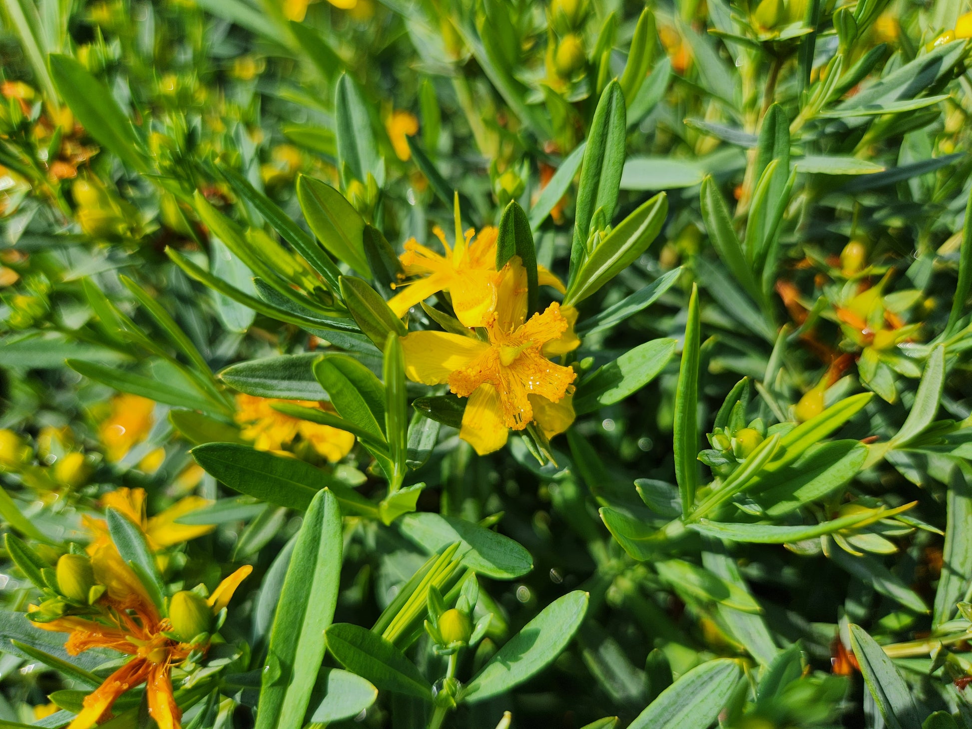 Hypericum kalmianum Cobalt-n-Gold™