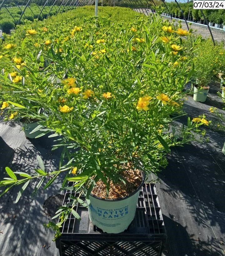 Hypericum kalmianum Gemo