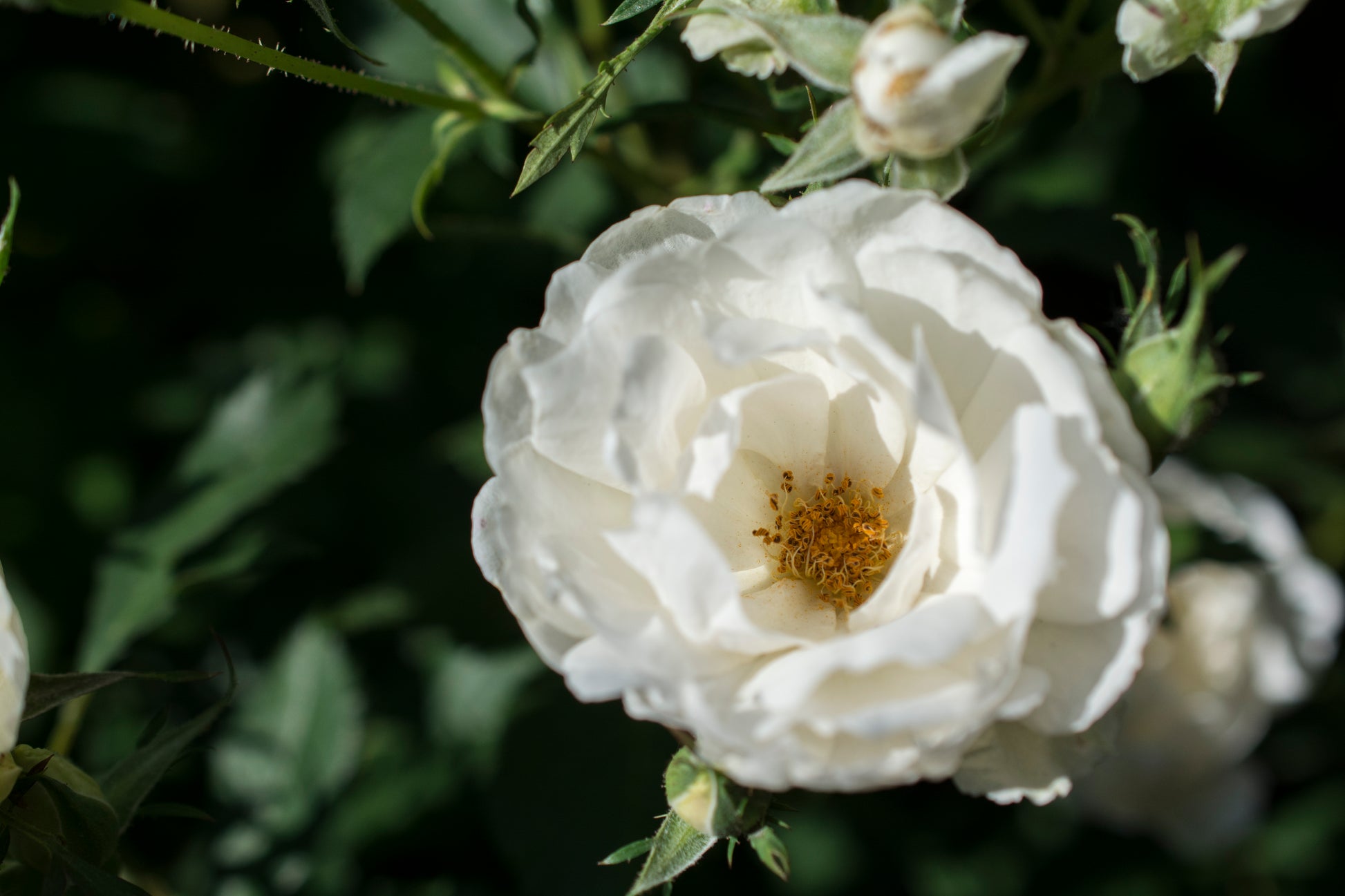Icecap™ Landscape Shrub Rose flower close up