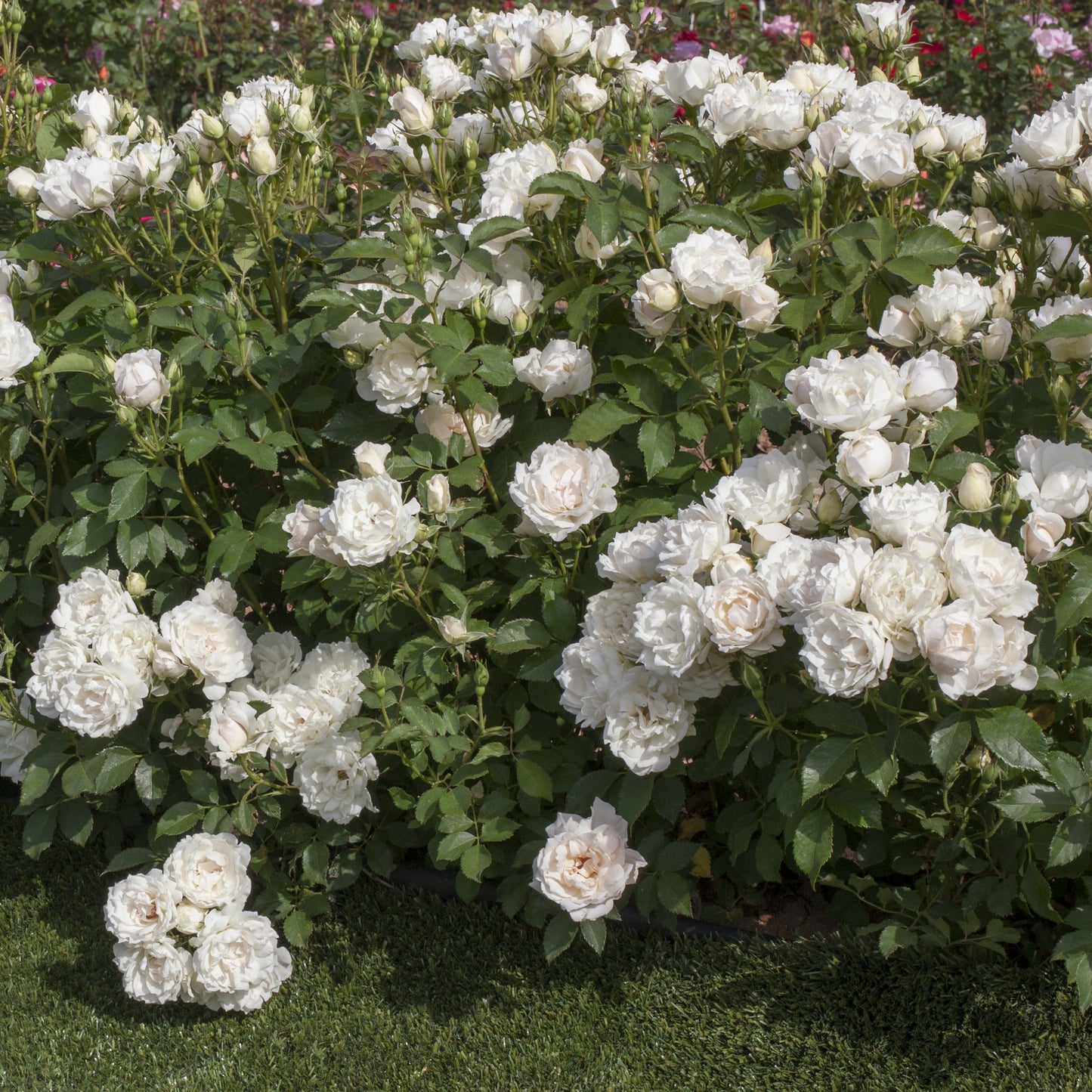 Icecap™ Landscape Shrub Rose full of white blooms