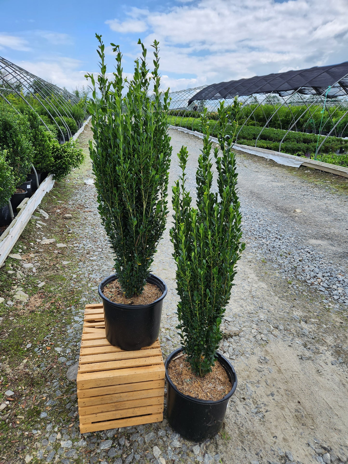 Ilex Crenata 'Sky Pencil'