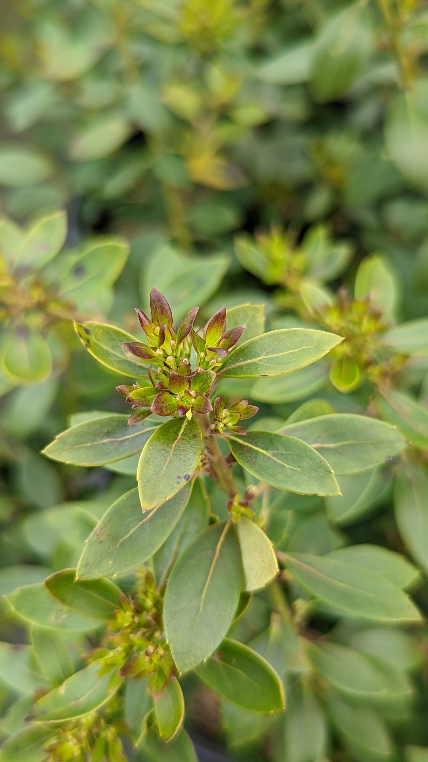 Ilex glabra Forever Emerald™