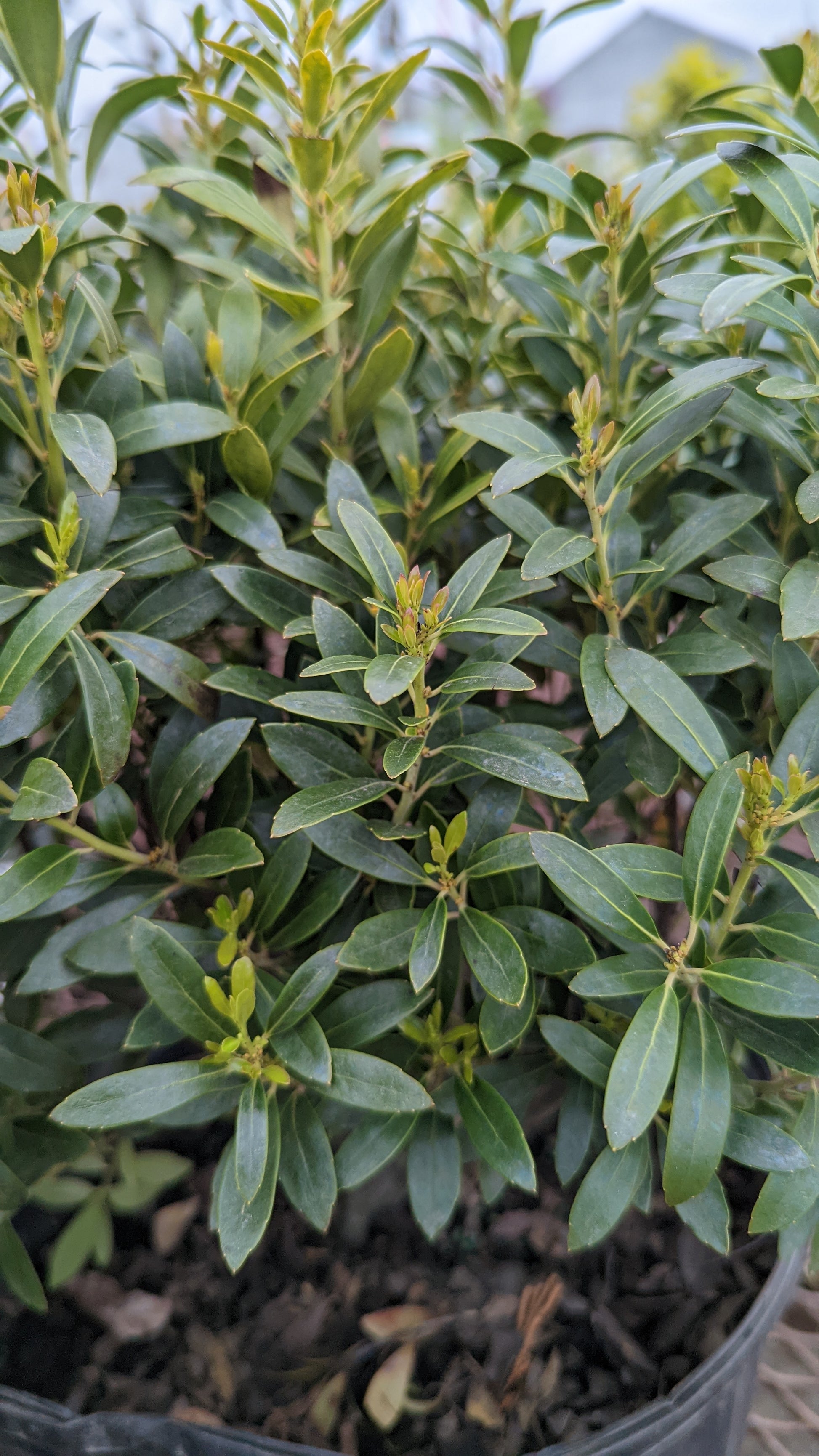 Ilex glabra Shamrock