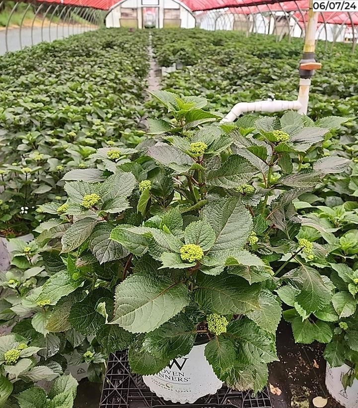 Image of several Tuff Stuff™ Reblooming Mountain Hydrangea plants with green leaves and pink lacecap flowers in a nursery setting
