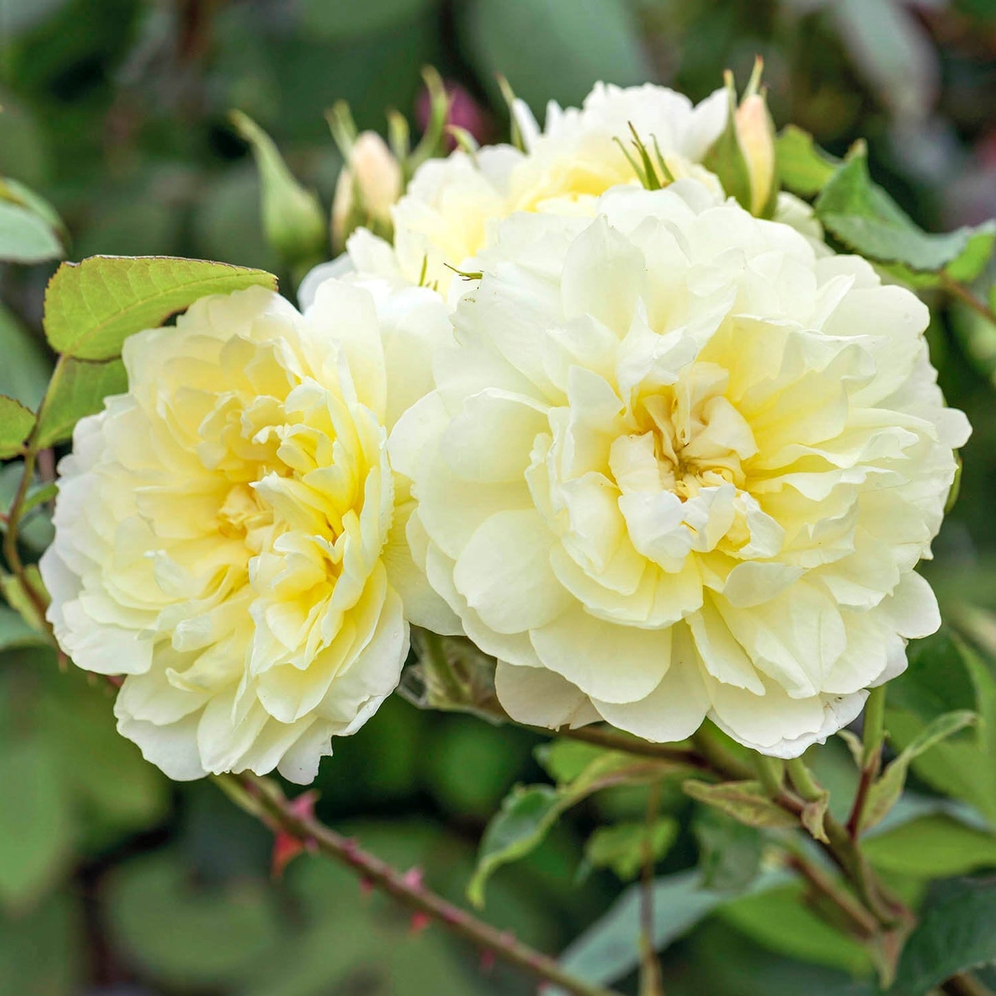 Two yellow flowers with green leaves on a blurred natural background