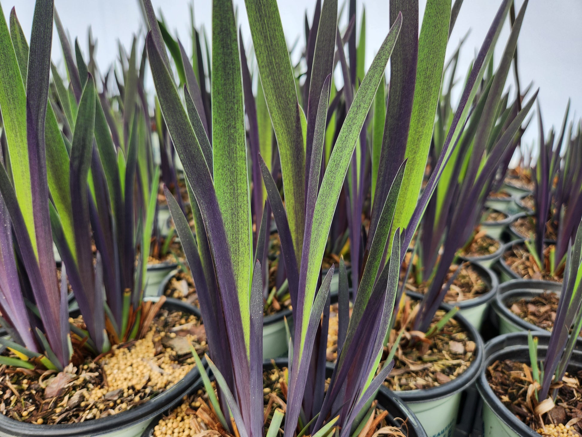 Iris versicolor Purple Flame