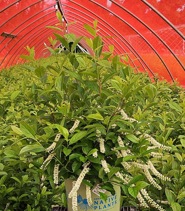 Itea virginica Fountains of Rouge™