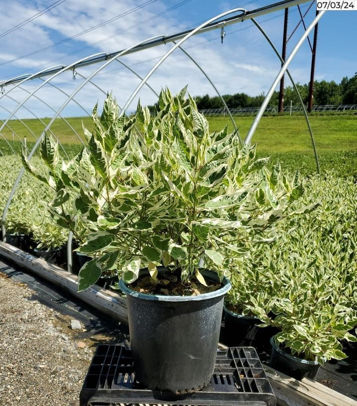 Ivory Halo® Dogwood shrub in container showing variegated green and white foliage.