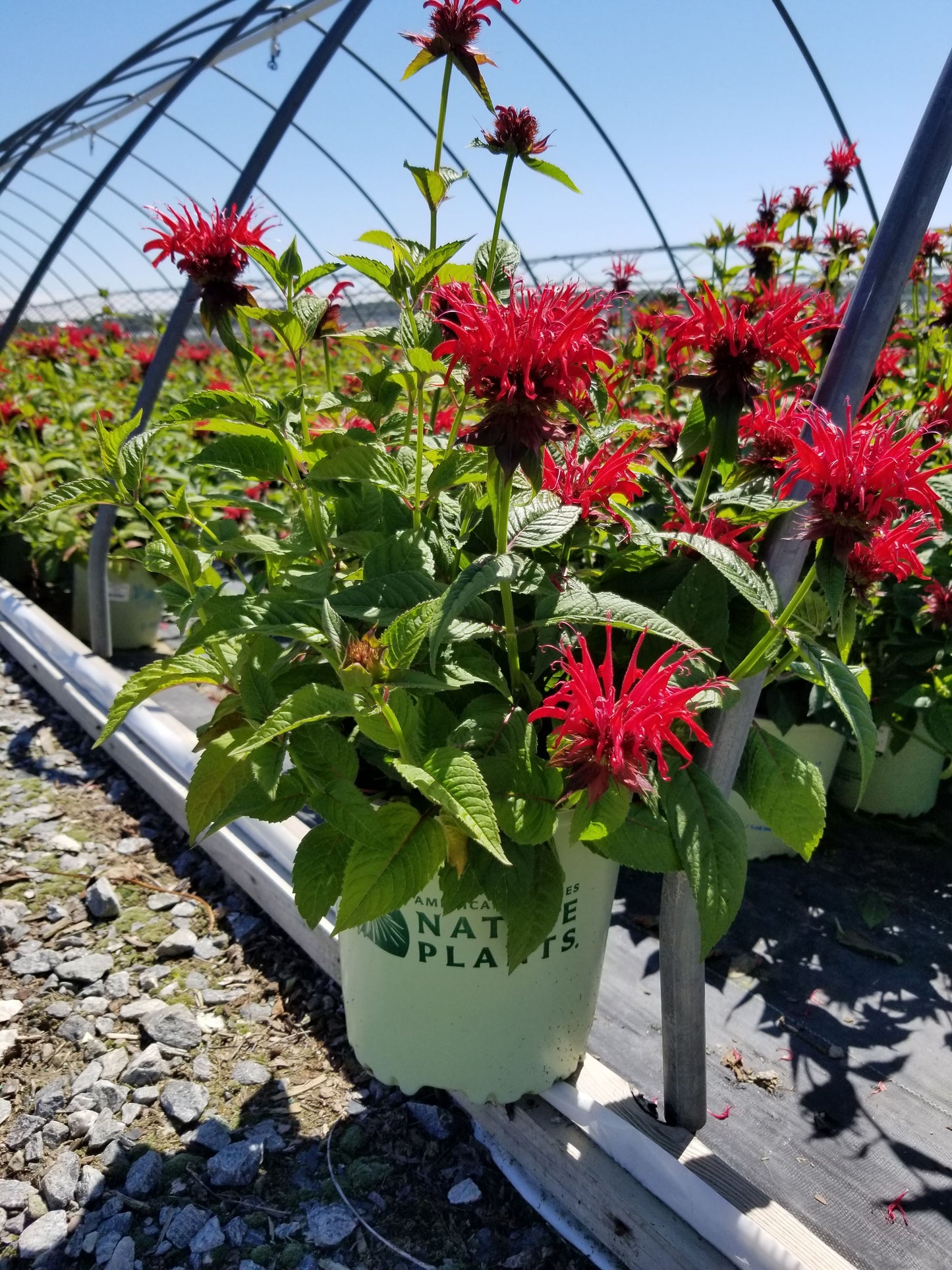 Jacob Cline Bee Balm flowering in the nursery