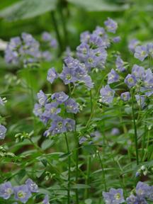 Jacob's Ladder flowering 