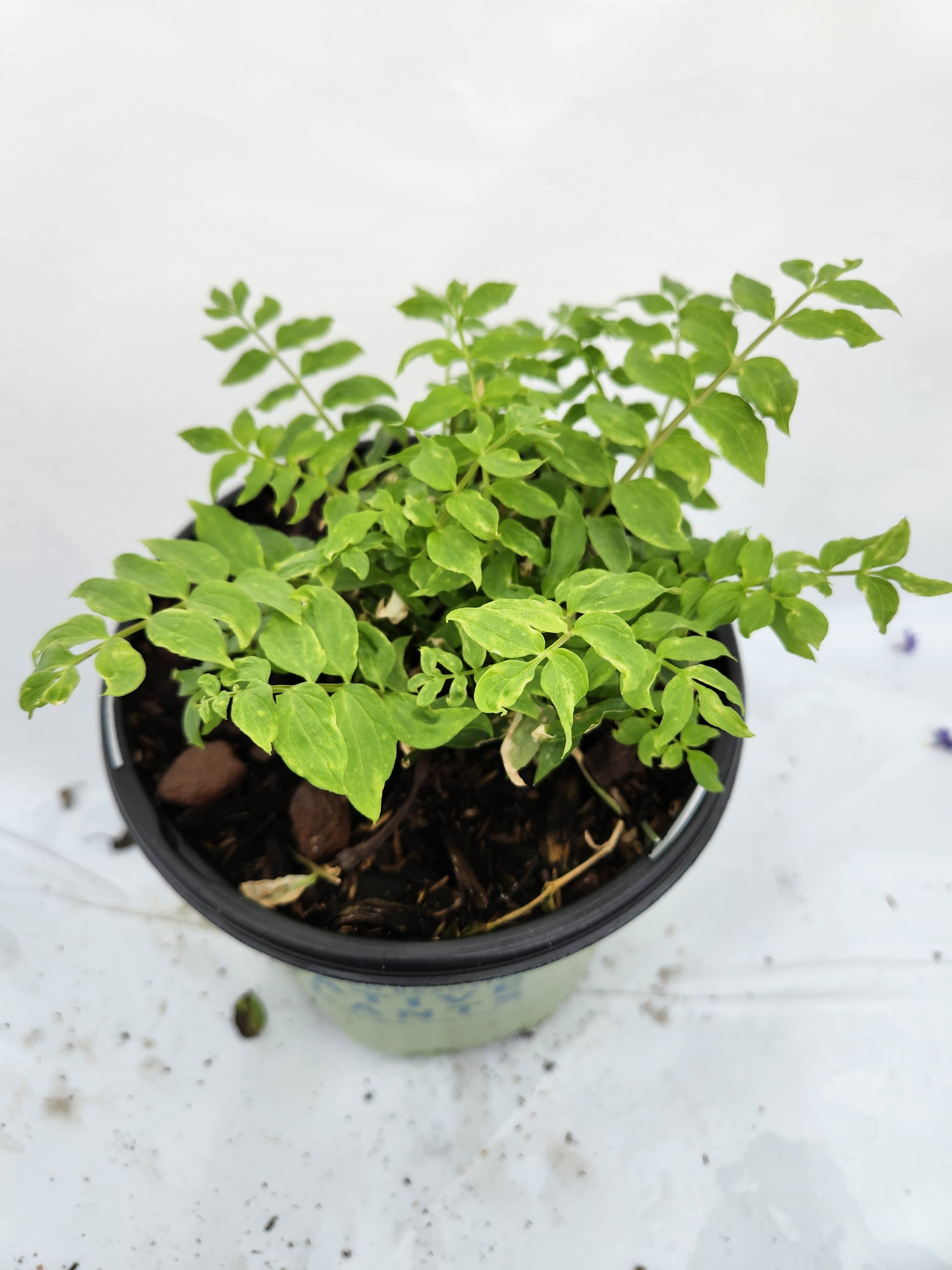Jacob's Ladder growing in planter