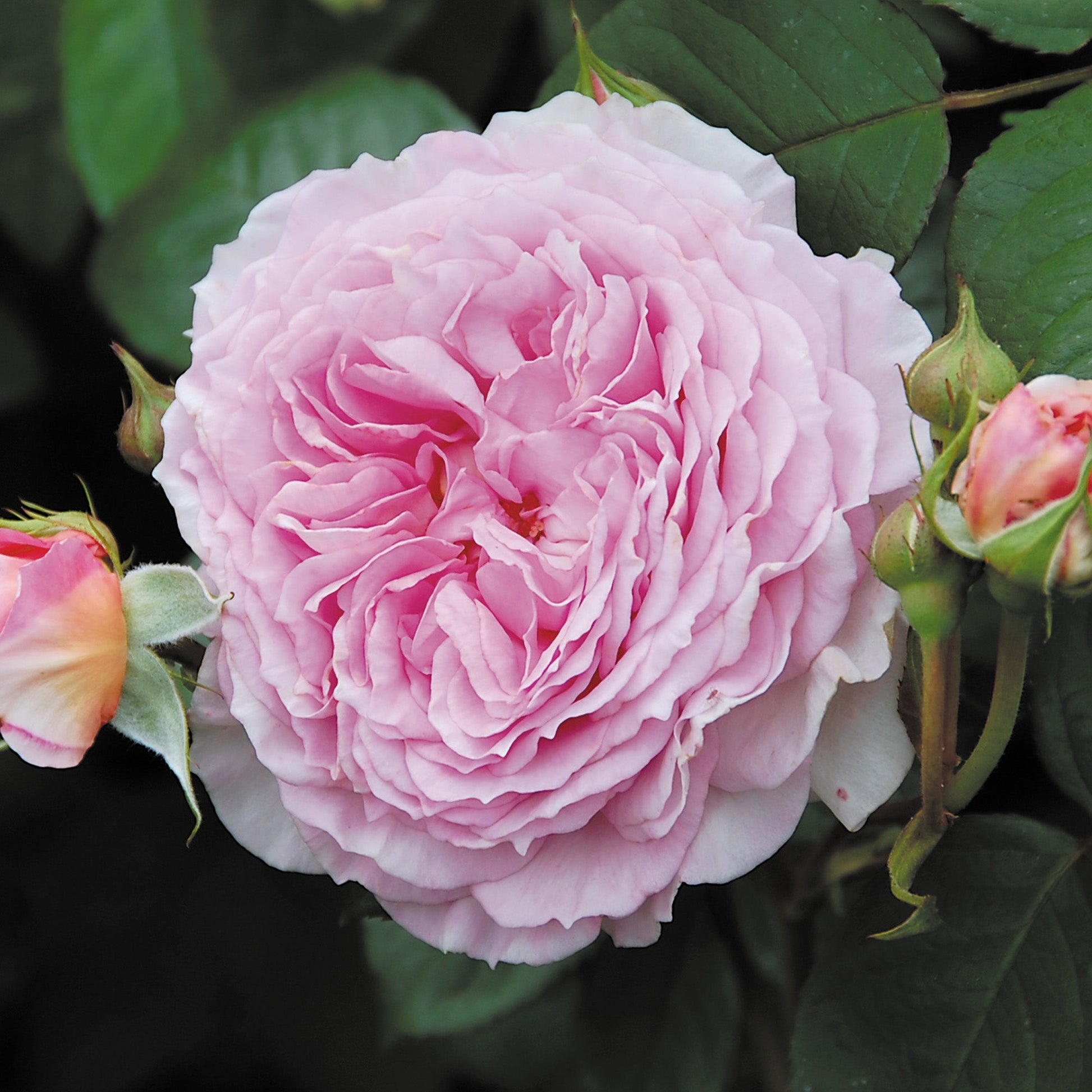 Close-up of a pink rose with green leaves in the background, and pink flower buds on the left and right sides.