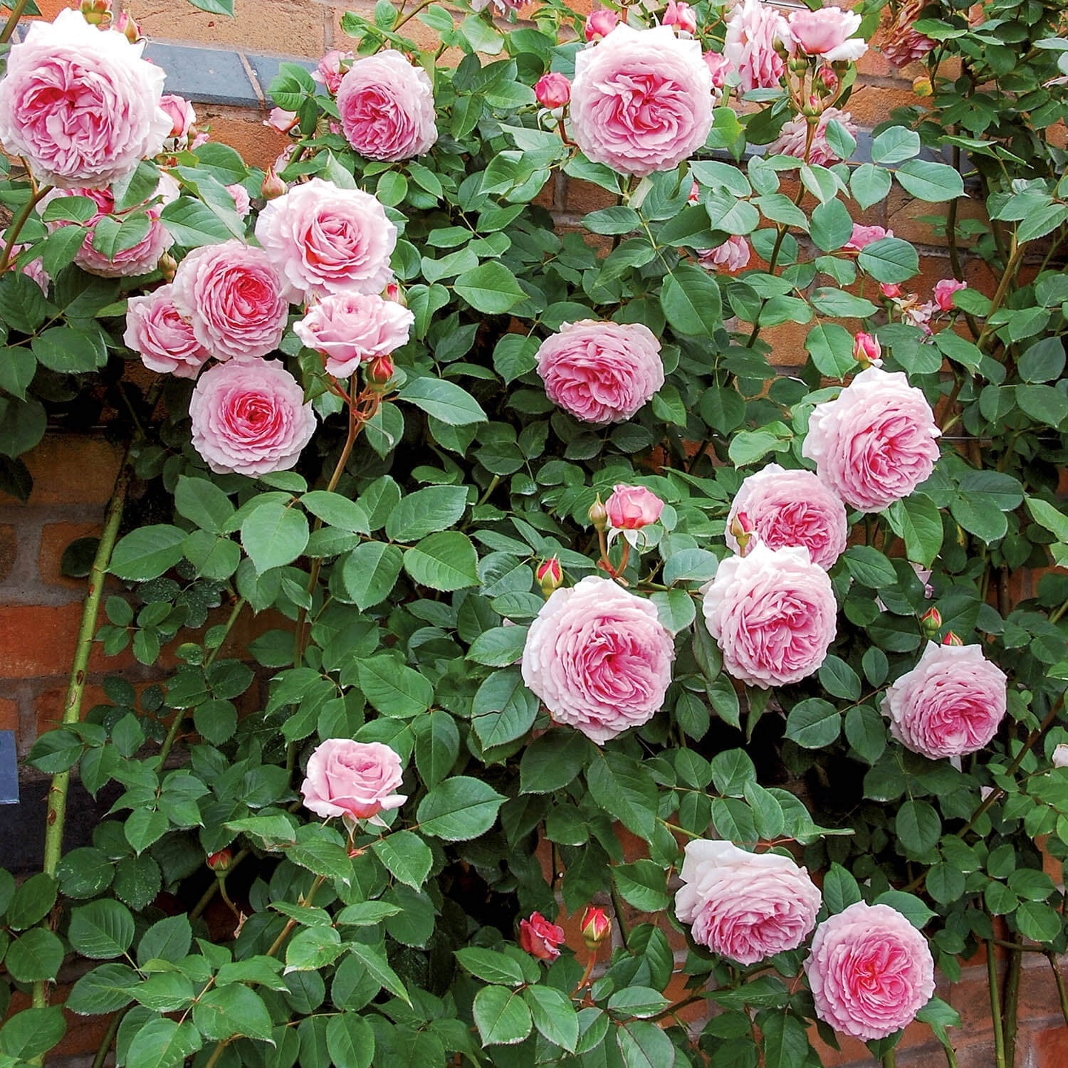 Pink roses with green leaves against a brick wall.