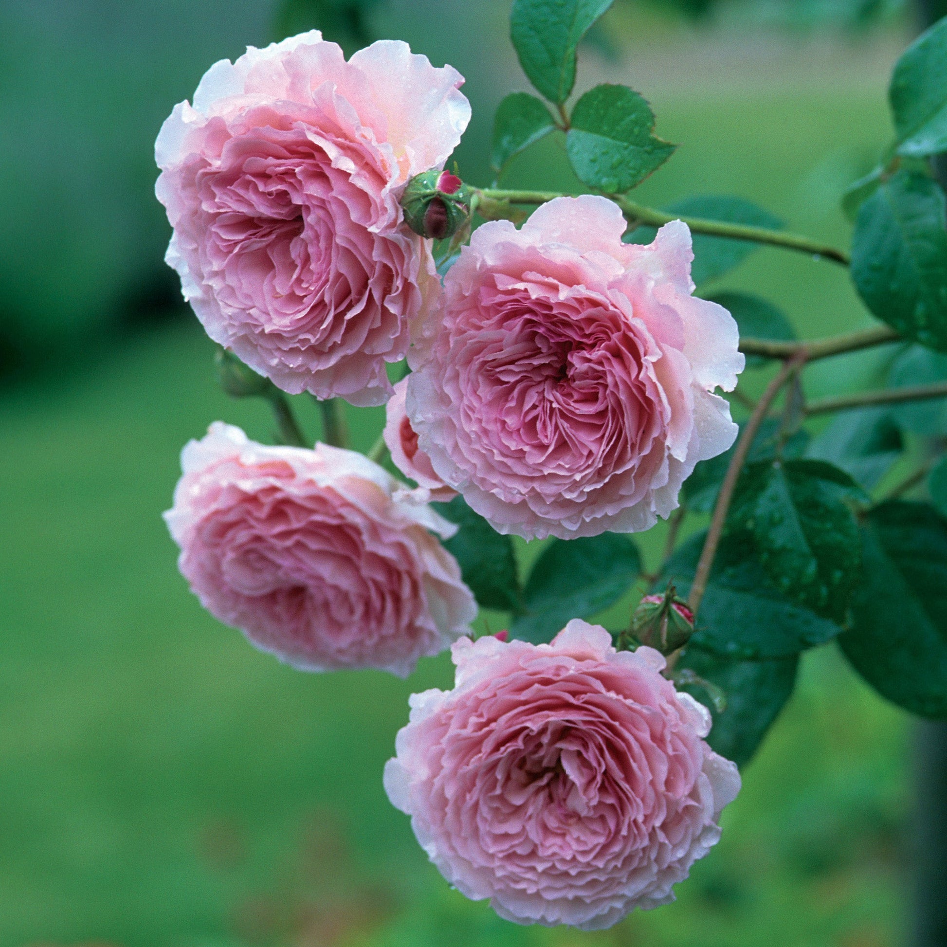 Close-up of pink roses with green leaves on a blurred green background