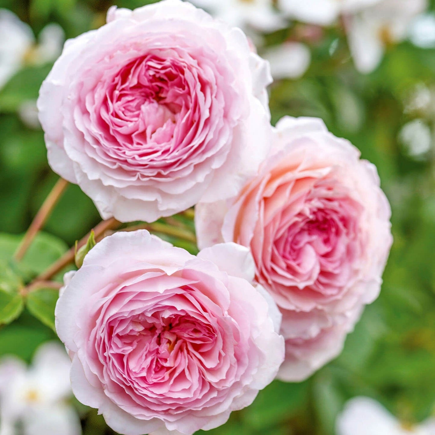 Close-up of three pink roses with a blurred green background. bright color.
