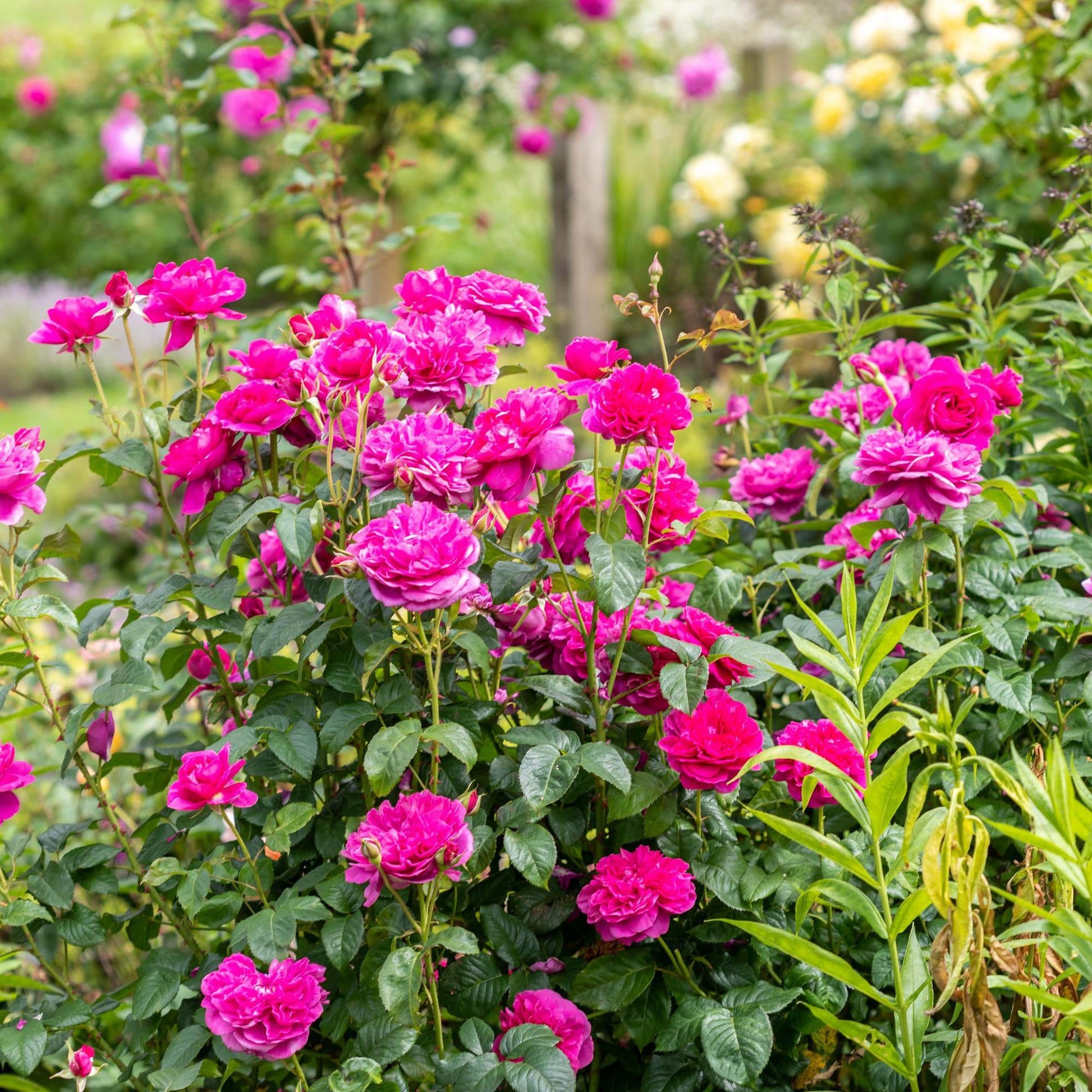 bright deep pink flowers, in garden setting, showing upright habit