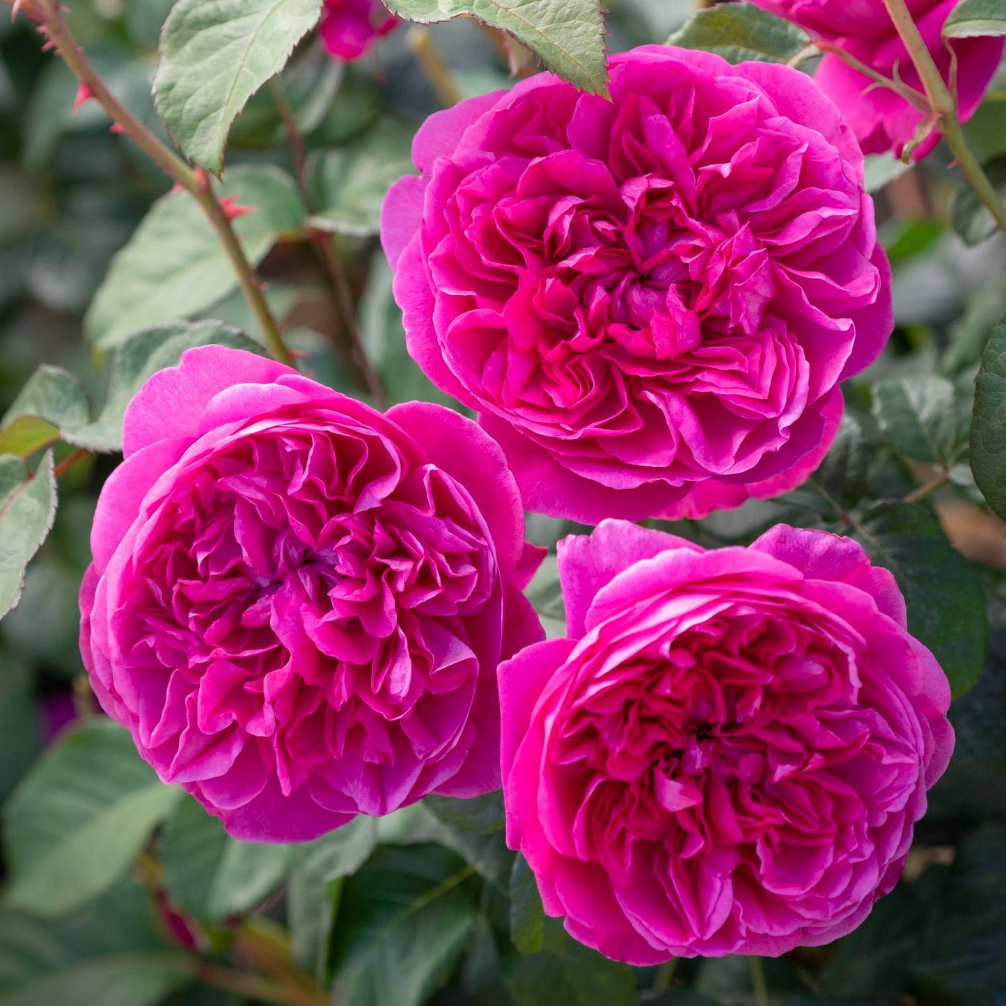 Close-up of three vibrant pink roses with green leaves.