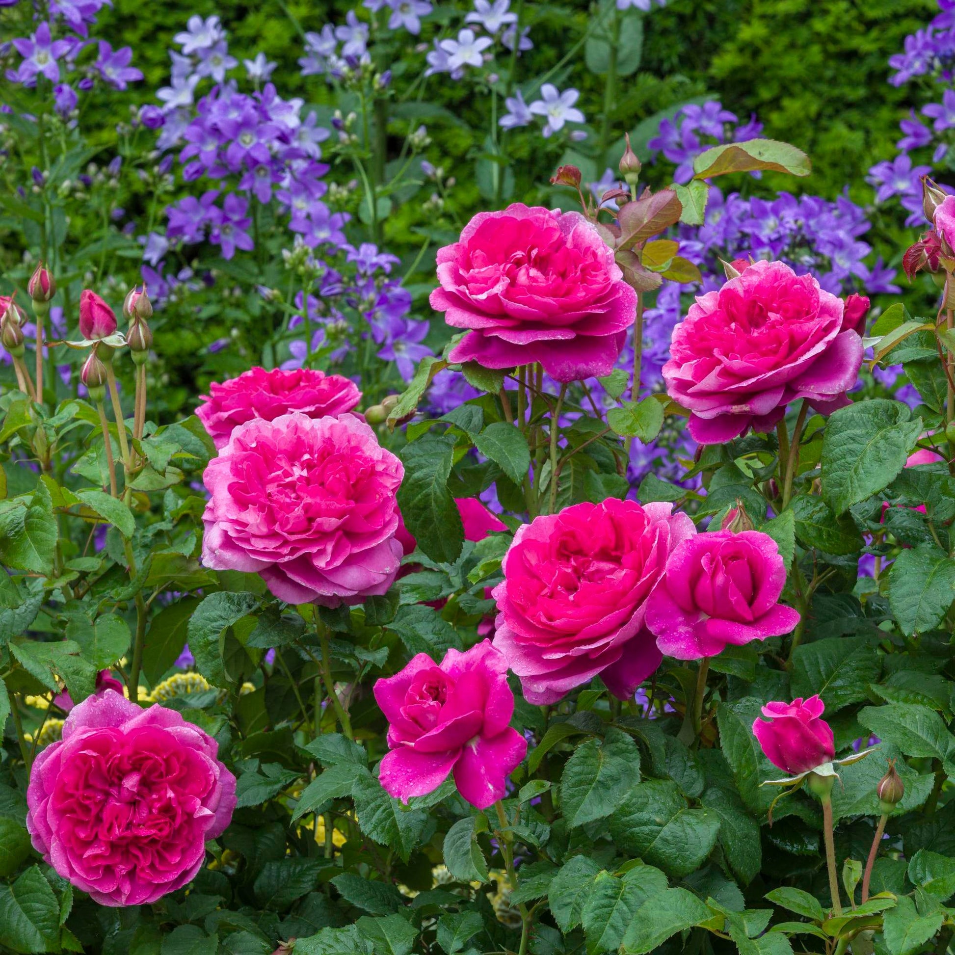 Deep bright pink flowers, upright habit, with purple flowers in the back