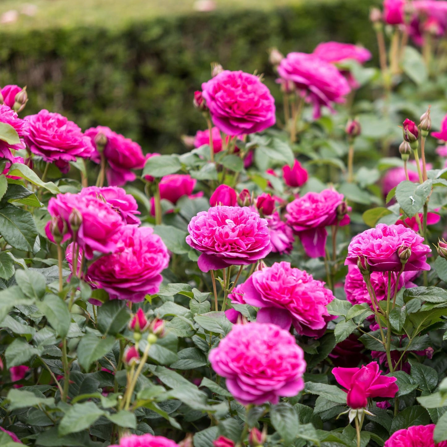 Pink roses in a garden with green foliage