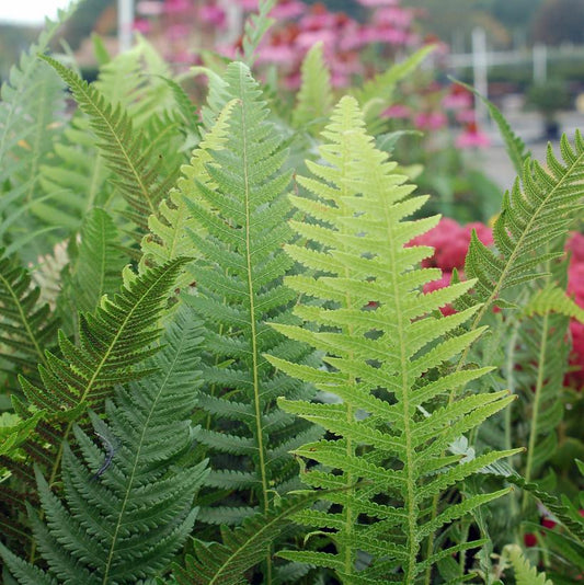 Japanese Beech Fern foliage