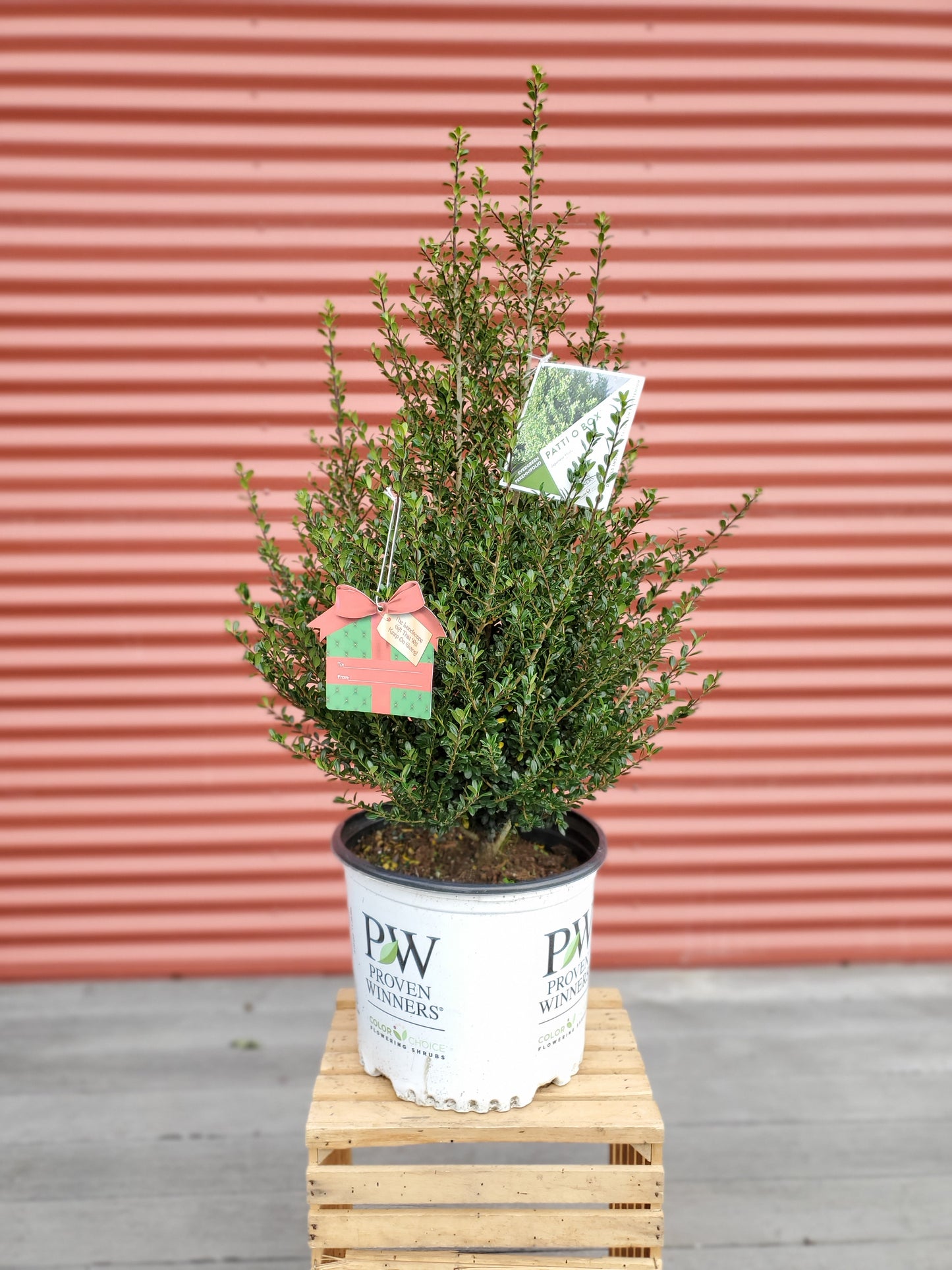 Japanese Holly in branded pot