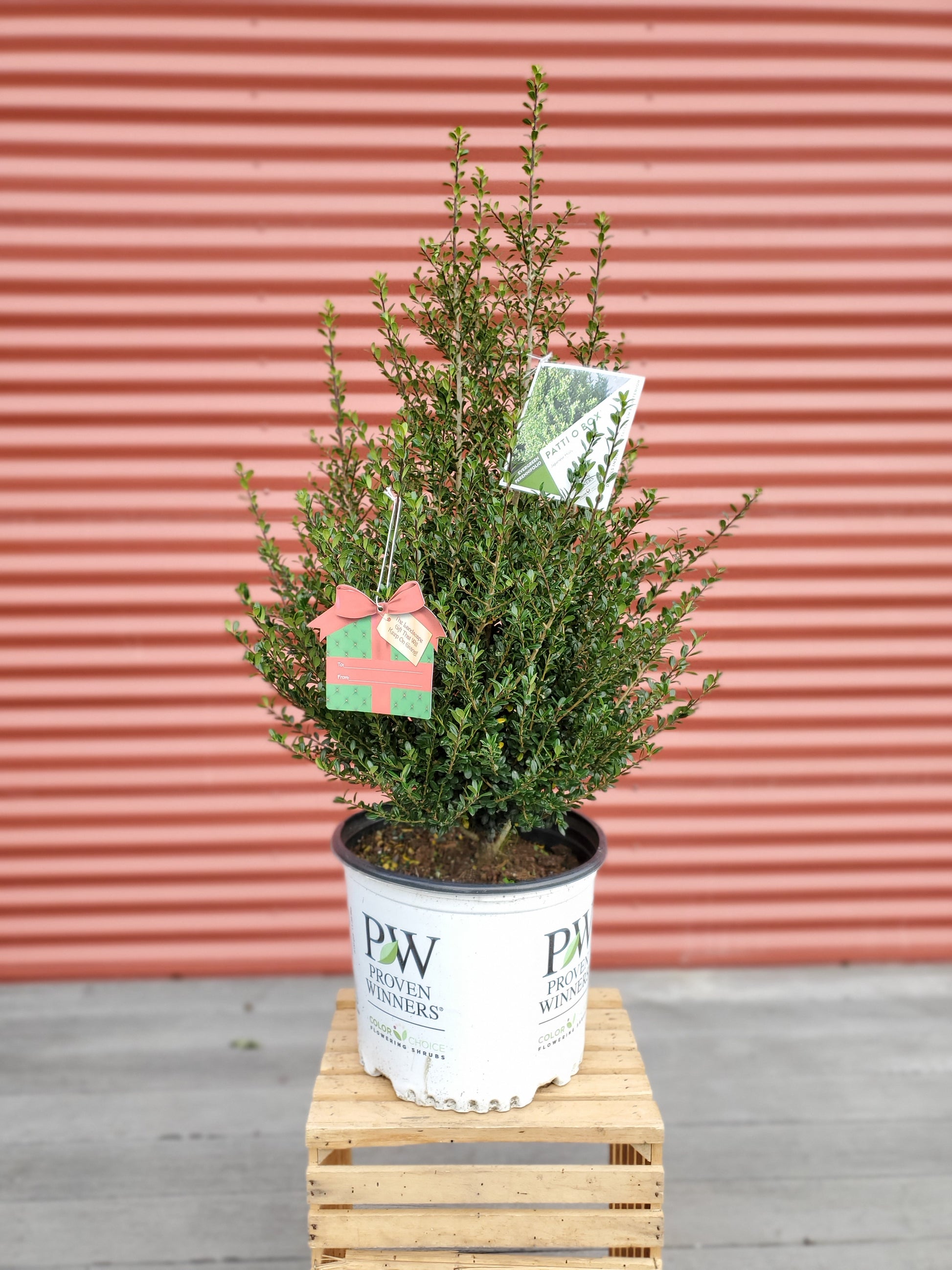 Japanese Holly in branded pot